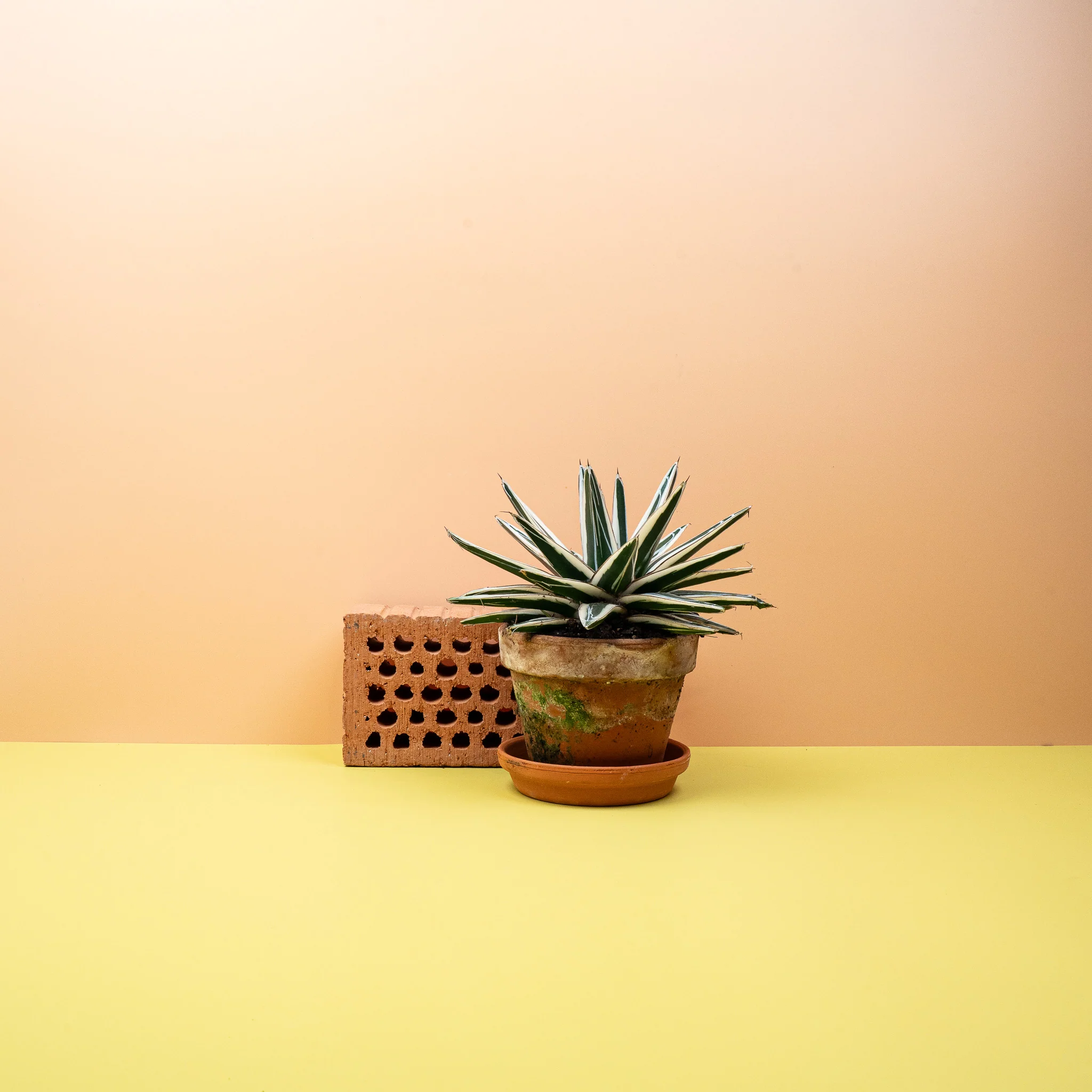 AGAVE VICTORIAE REGINAE WHITE RHINO - Image 2