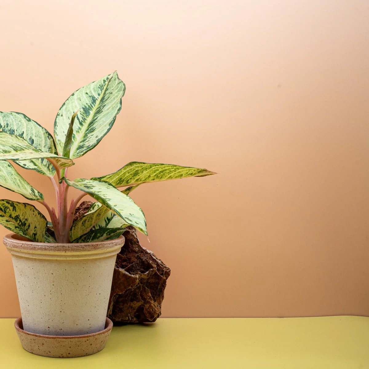 AGLAONEMA CHARTREUSE PRETTY - Image 4
