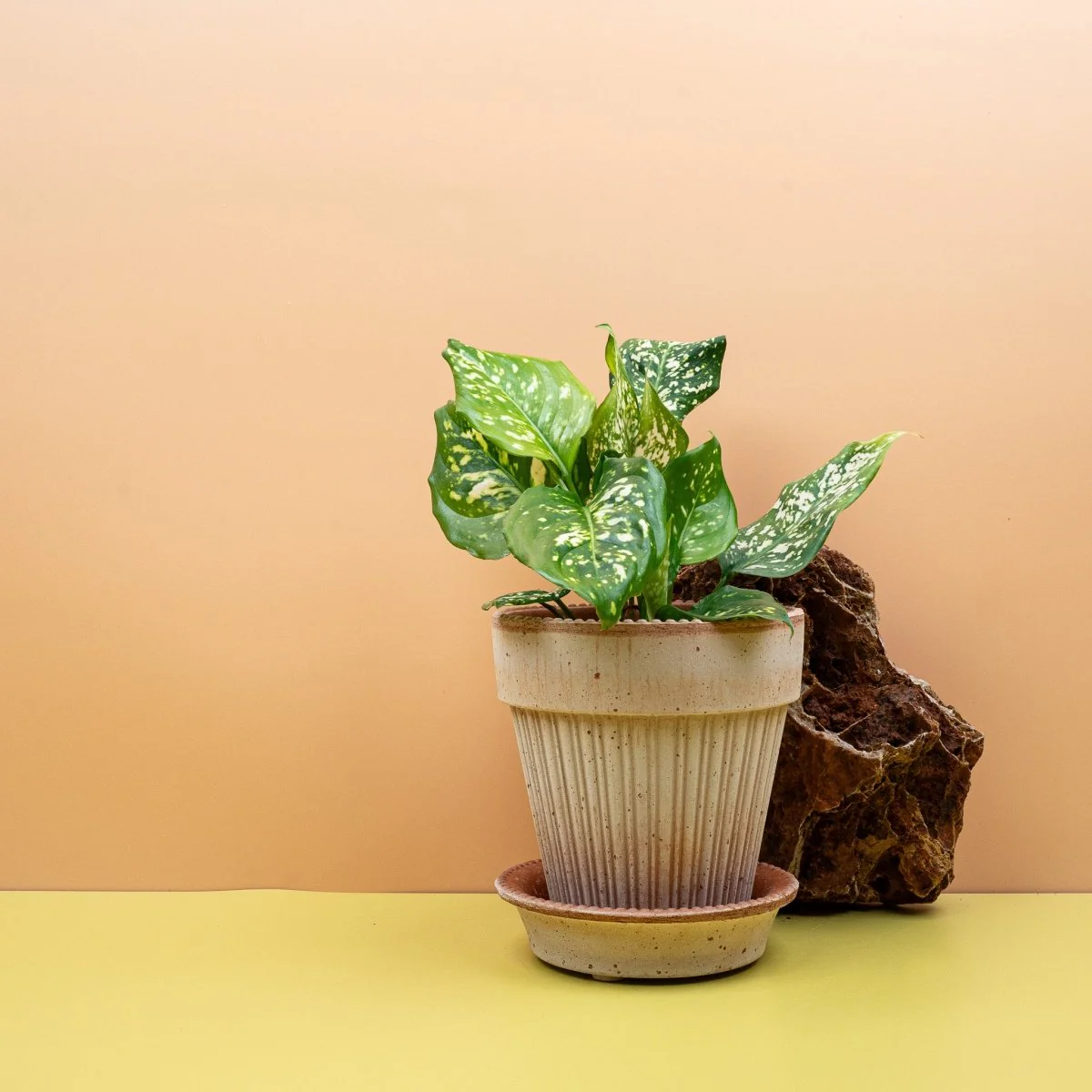 AGLAONEMA DIAMOND WHITE - Image 4