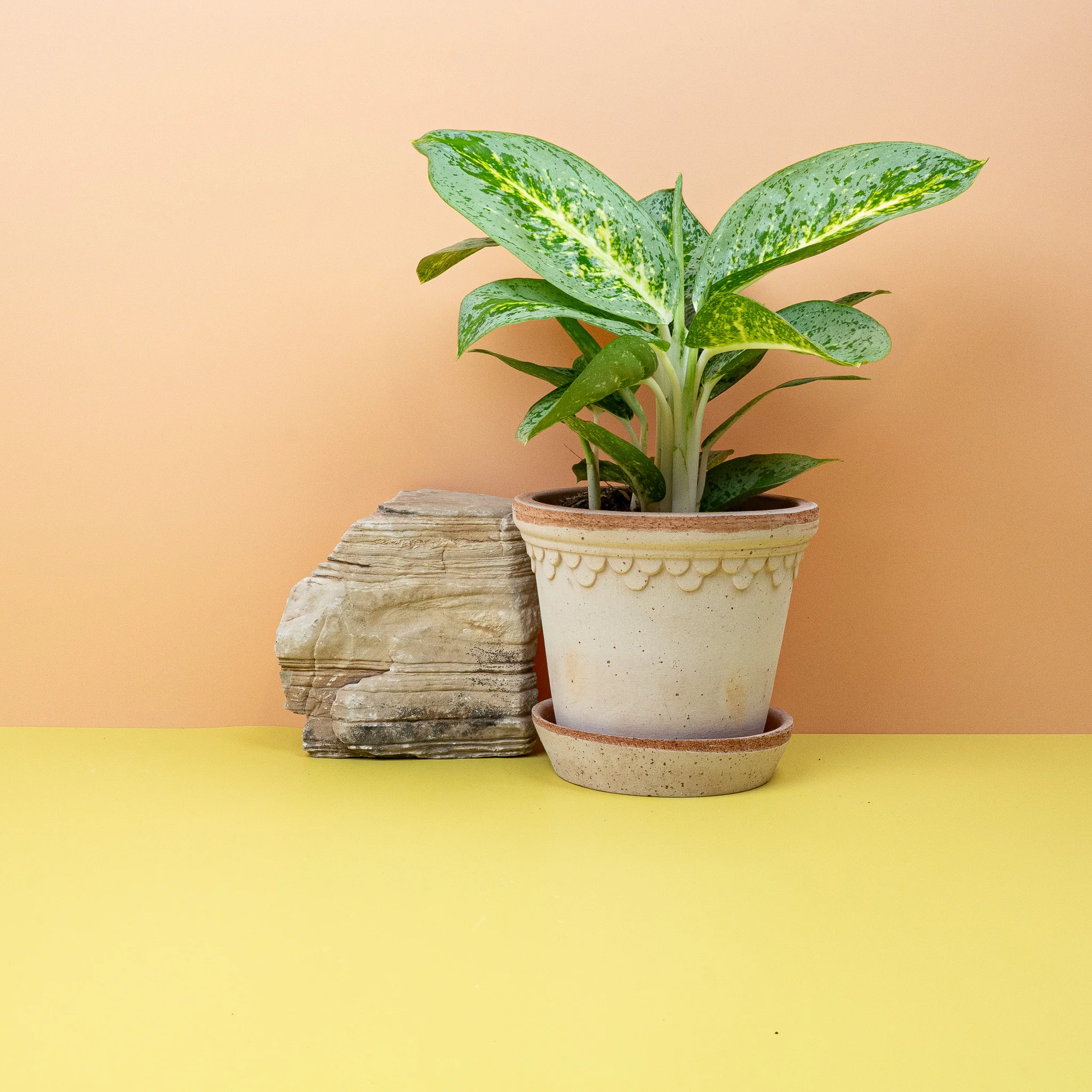 AGLAONEMA LEMON MINT