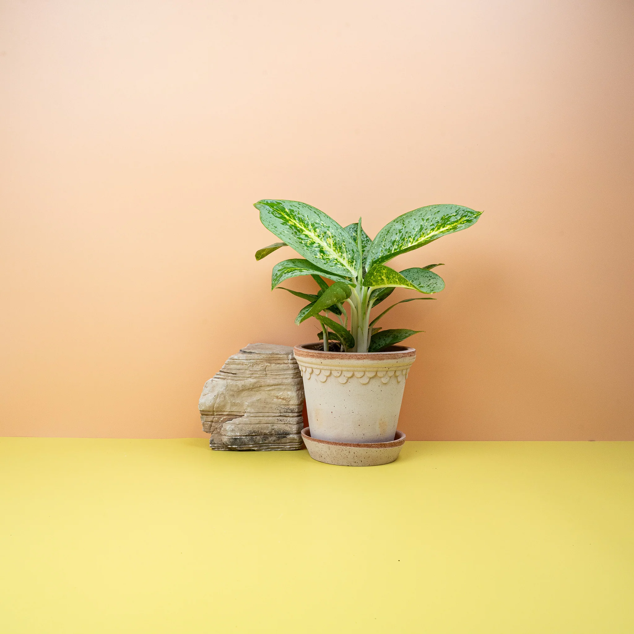 AGLAONEMA LEMON MINT - Image 2