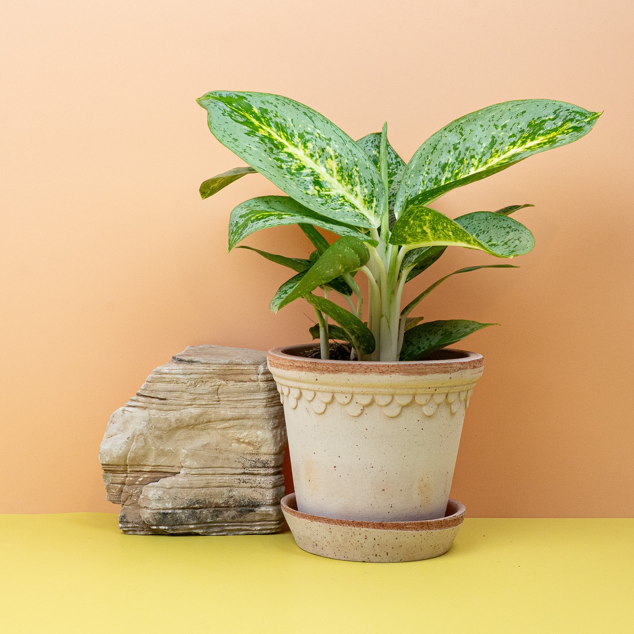 AGLAONEMA LEMON MINT - Image 3