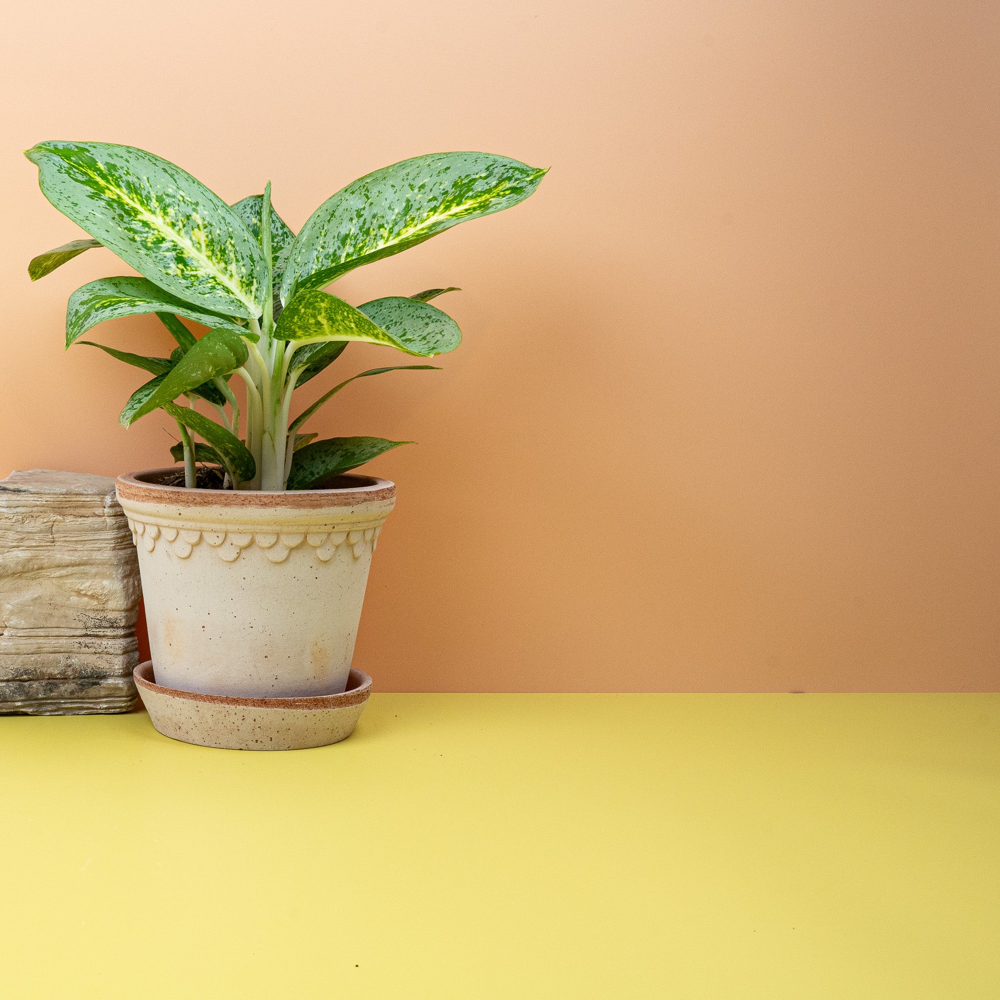 AGLAONEMA LEMON MINT - Image 4