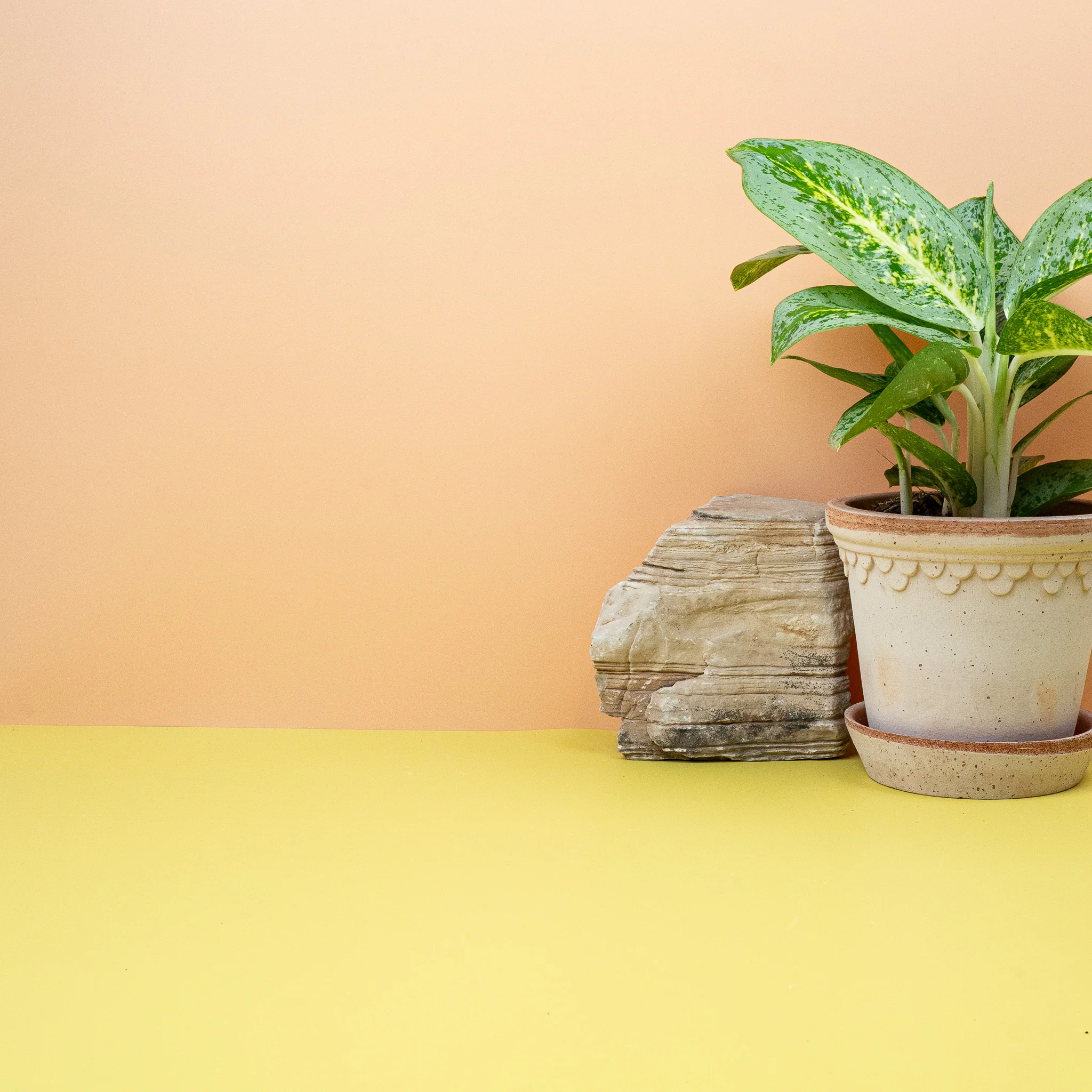 AGLAONEMA LEMON MINT - Image 5