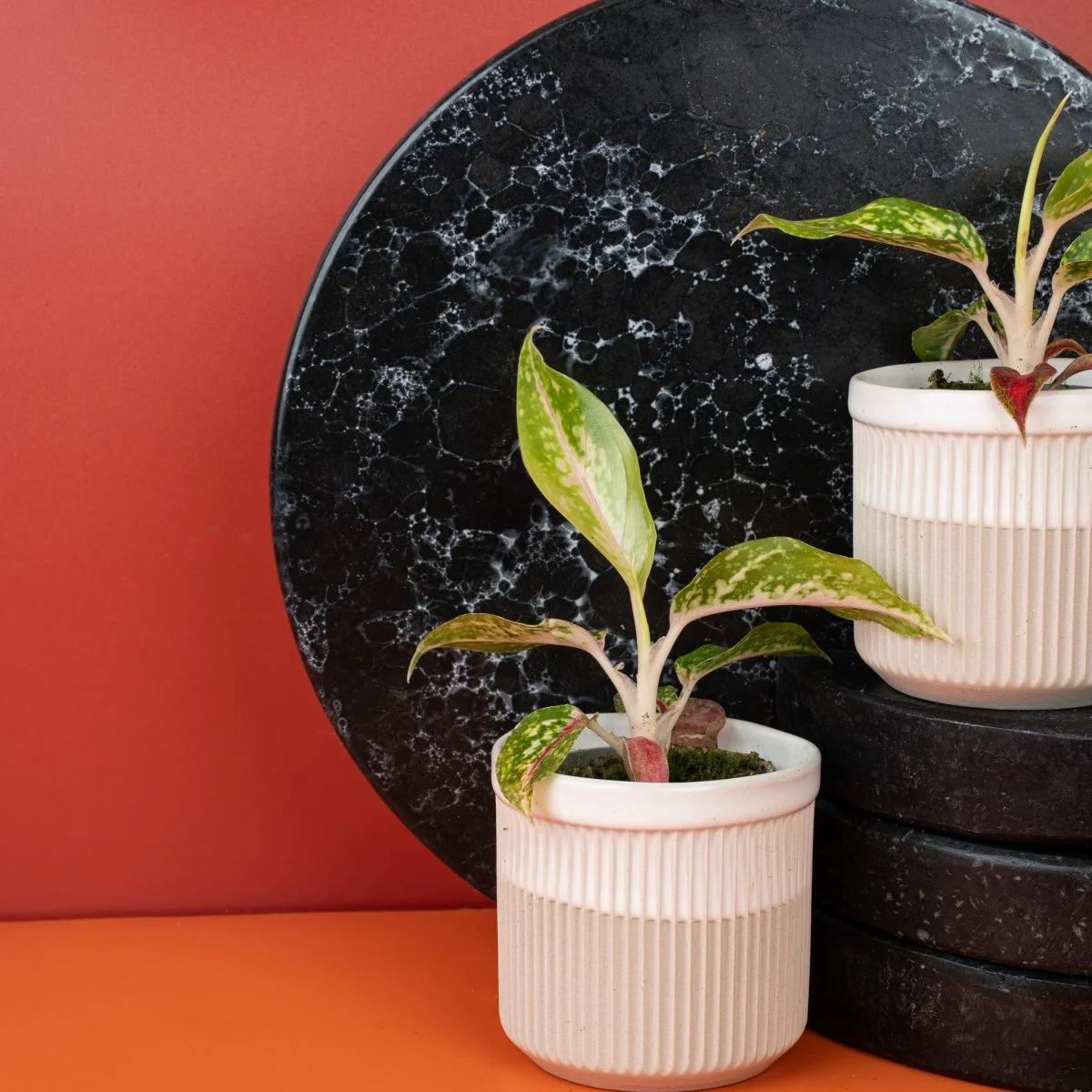 AGLAONEMA NIGHT SPARKLE - Image 3