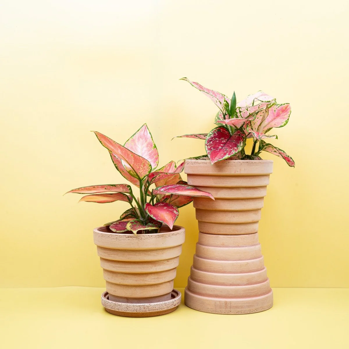 AGLAONEMA PINK
