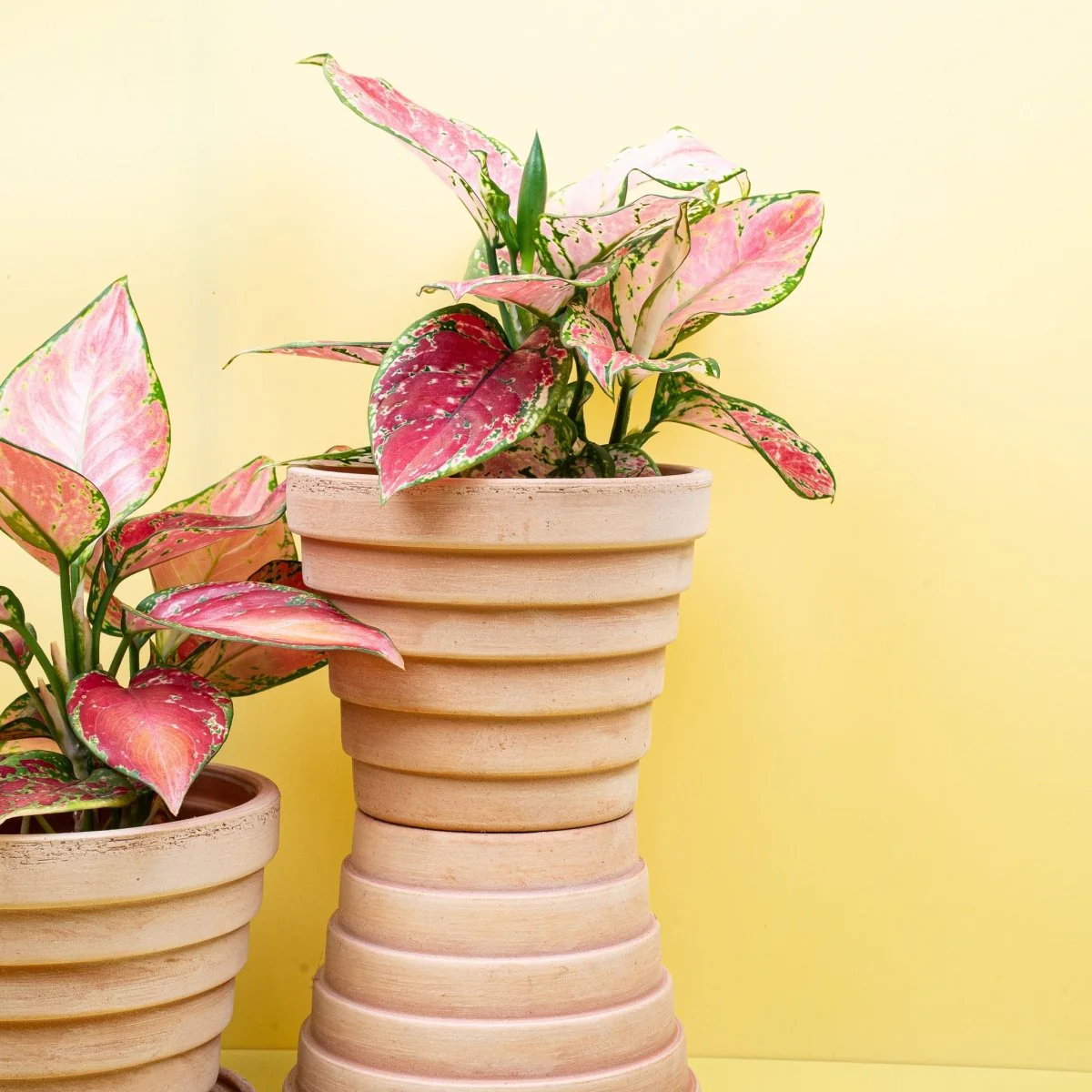 AGLAONEMA PINK - Image 3
