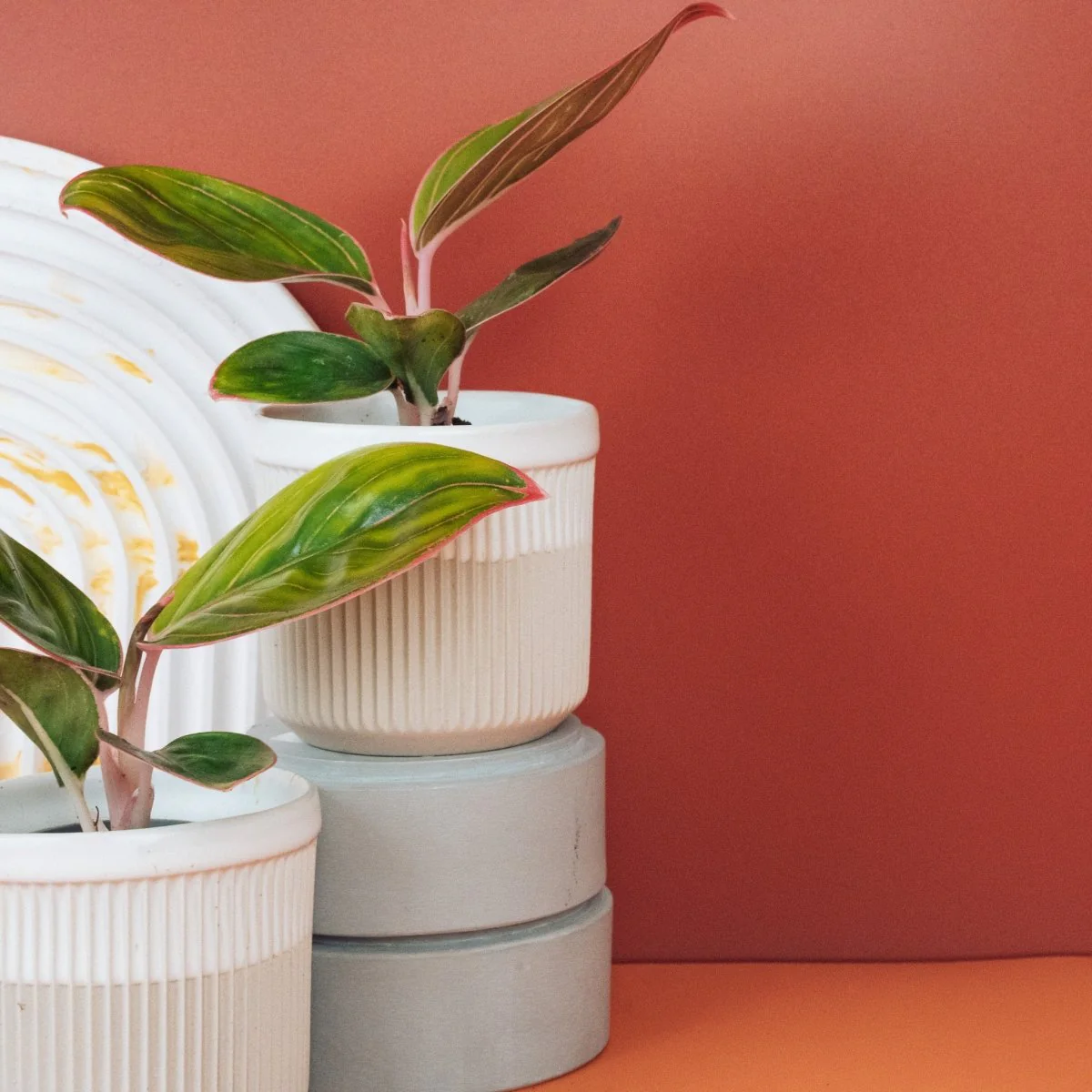 AGLAONEMA RED LIPSTICK - Image 4