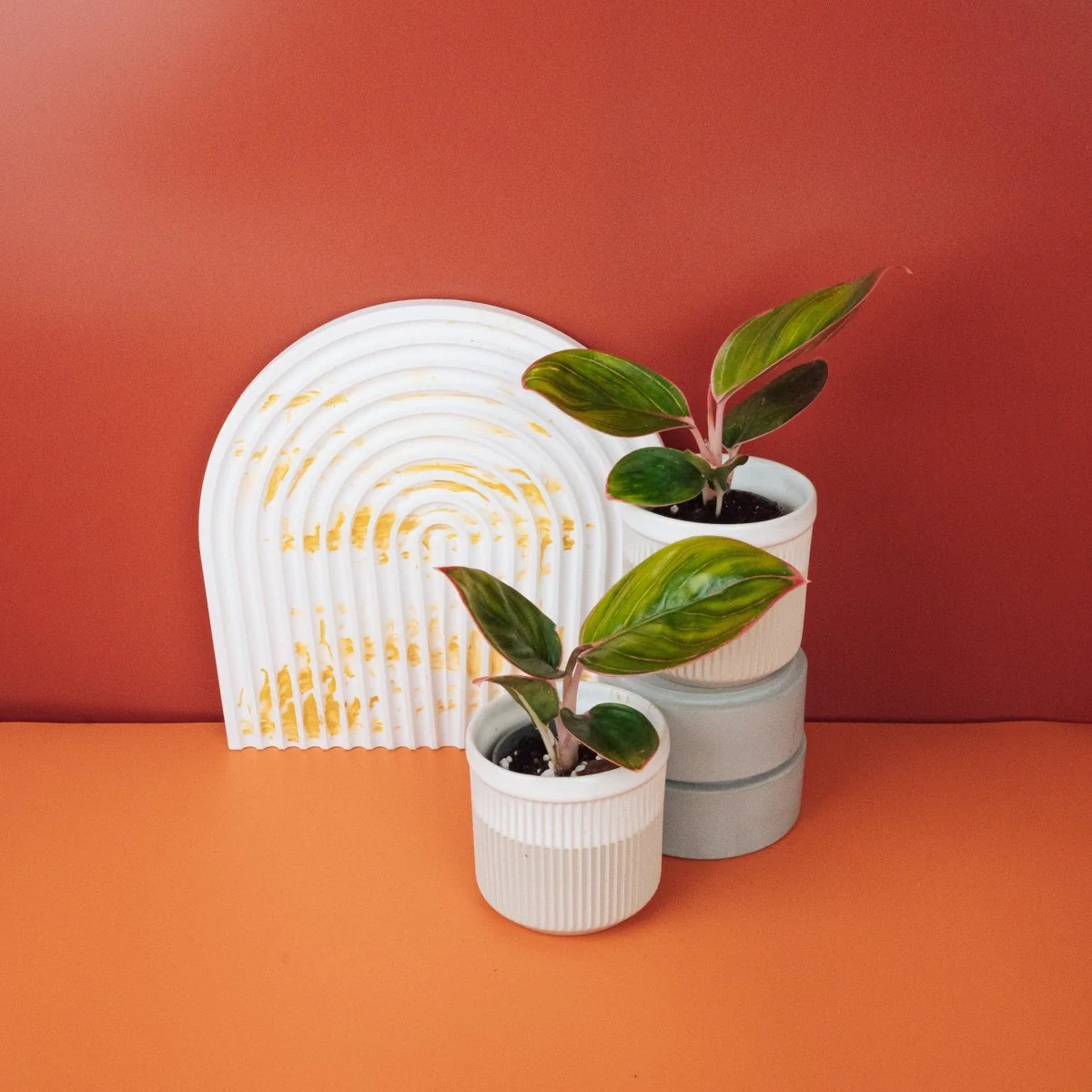 AGLAONEMA RED LIPSTICK - Image 5