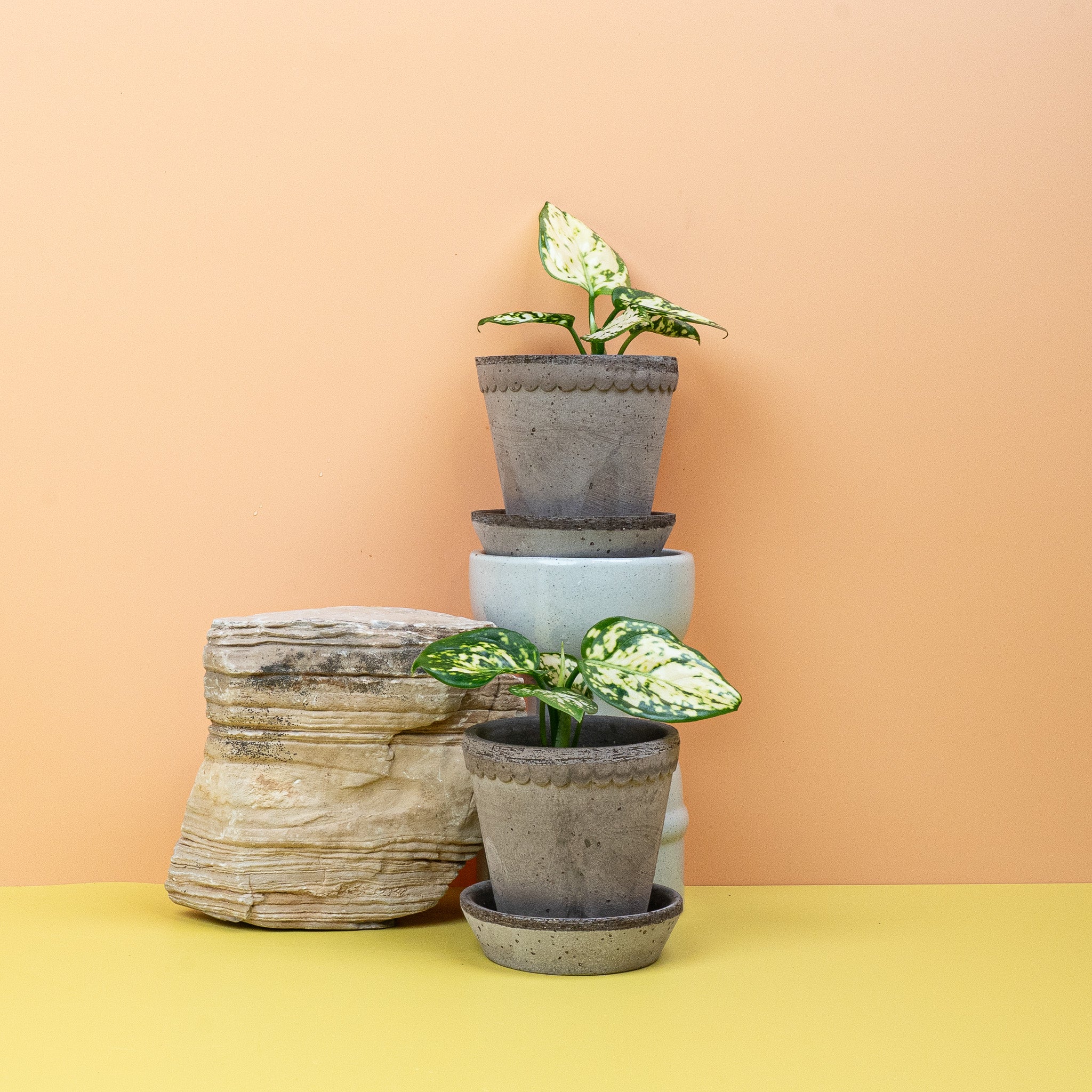 AGLAONEMA SNOWFLAKE - Image 4