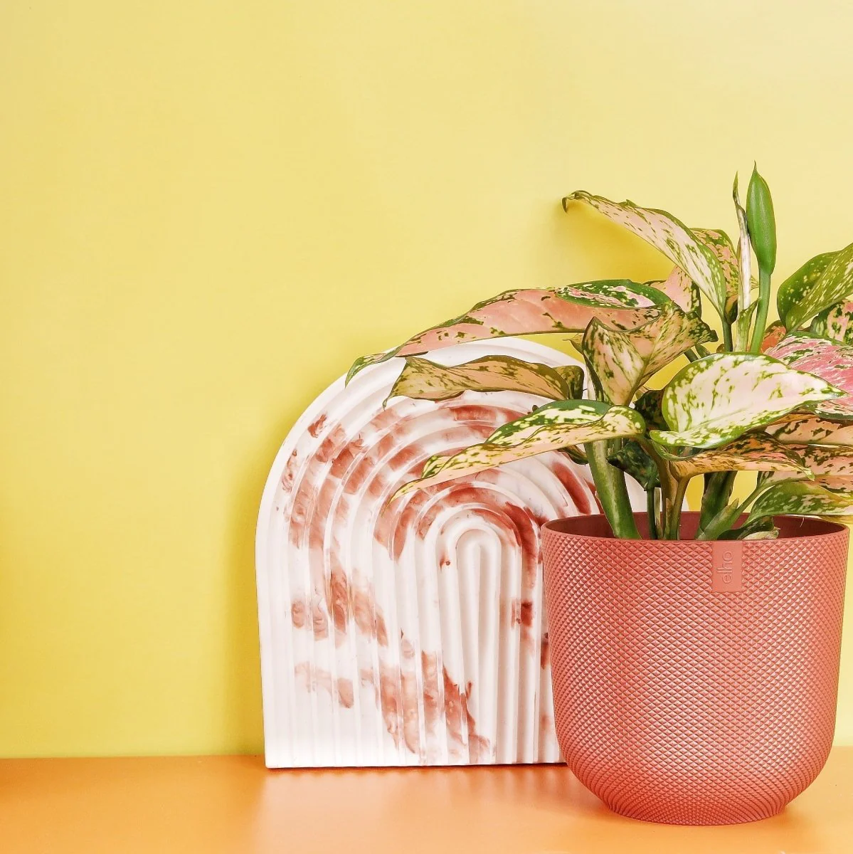 AGLAONEMA SPOTTED - Image 2