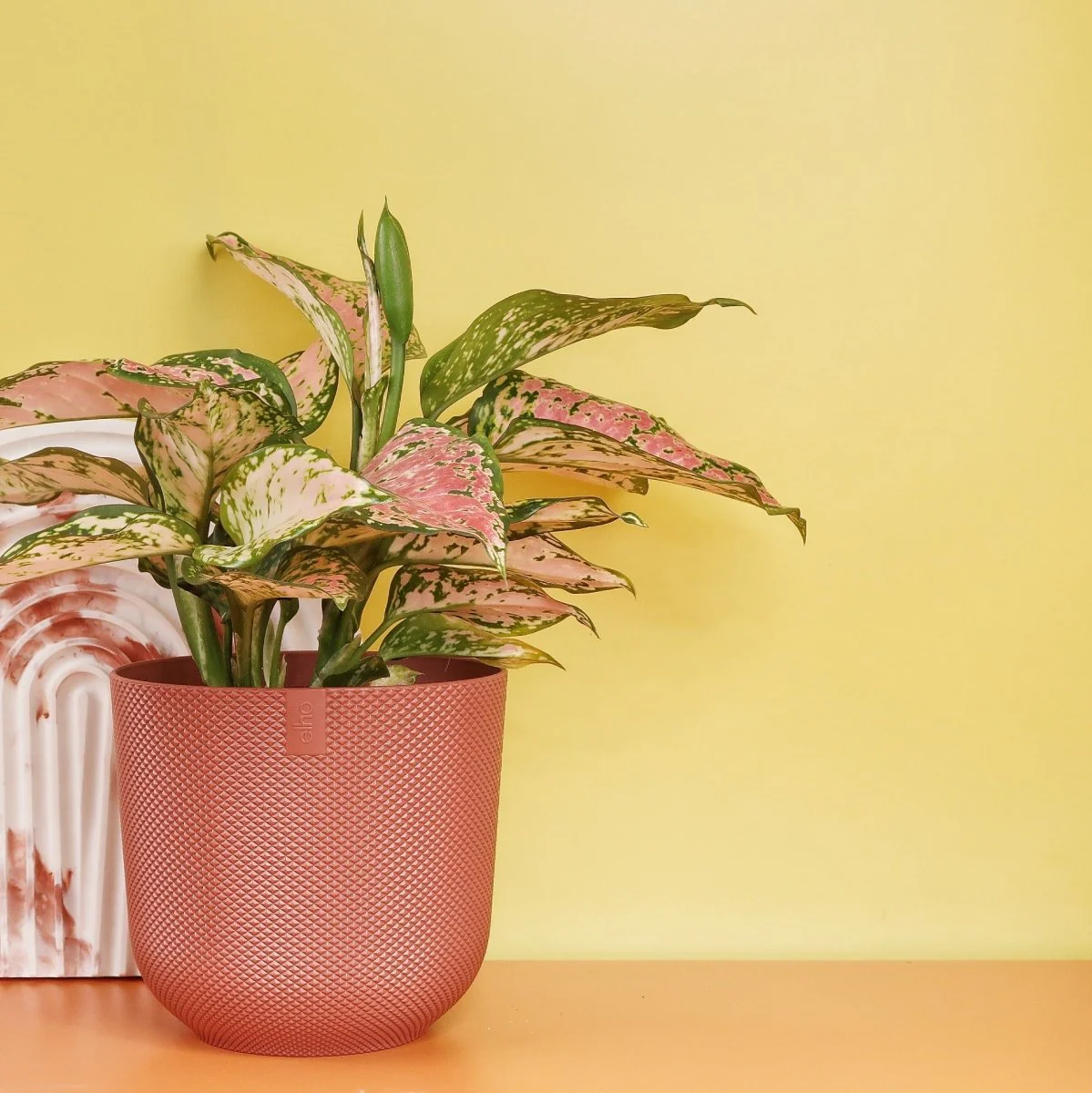 AGLAONEMA SPOTTED - Image 3