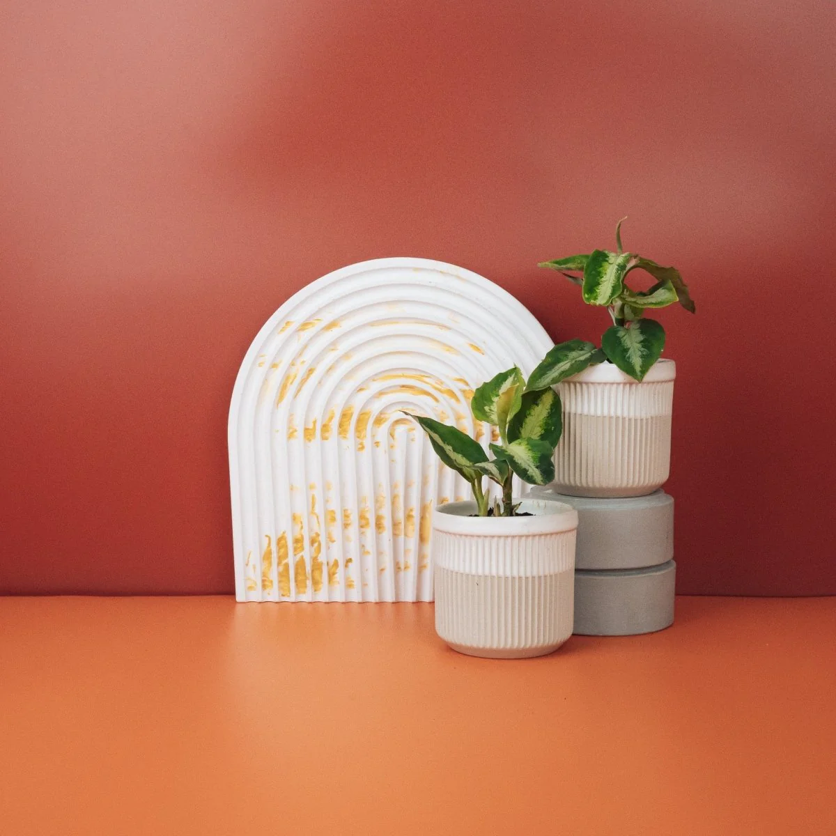 AGLAONEMA TRICOLOR