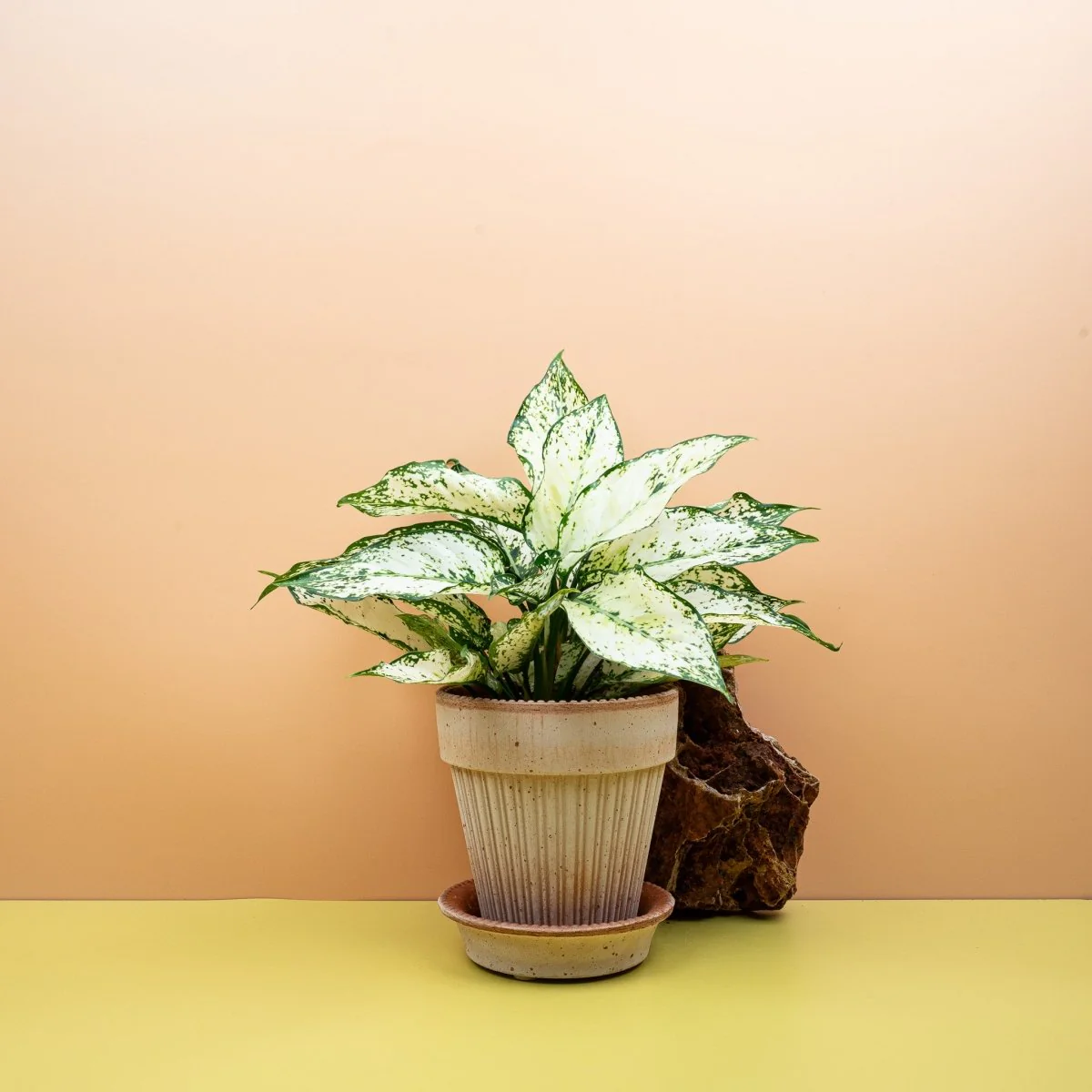 AGLAONEMA WHITE KIWI