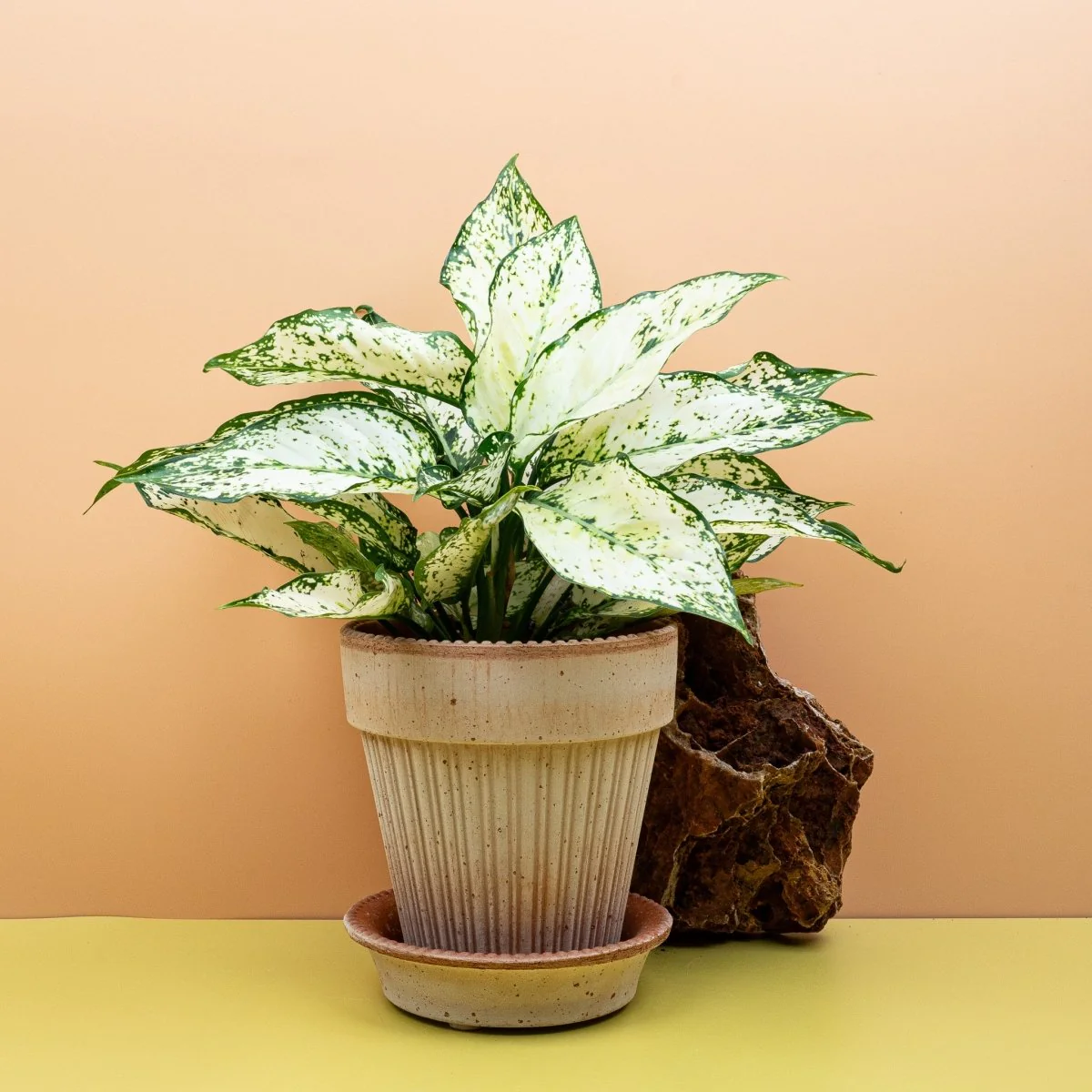 AGLAONEMA WHITE KIWI - Image 2