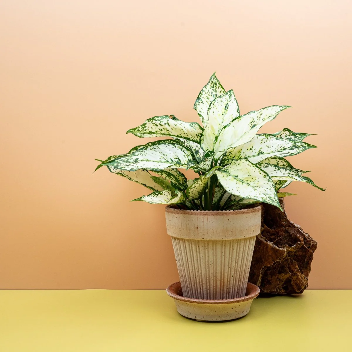 AGLAONEMA WHITE KIWI - Image 4