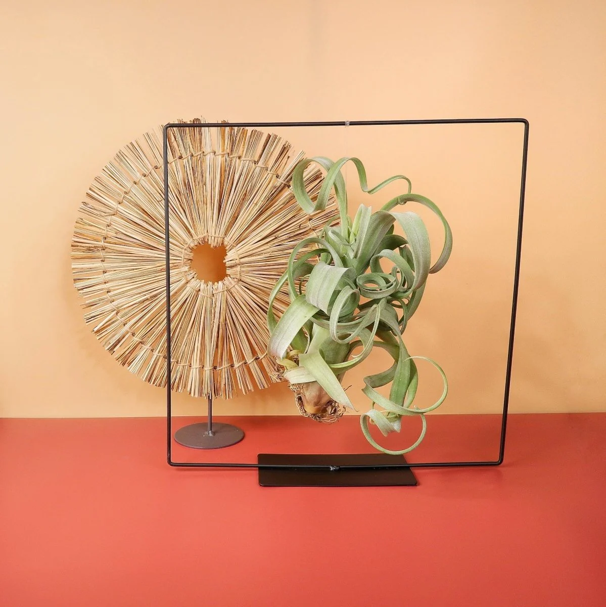 AIRPLANT HOLDER - FRAME BLACK - Image 6