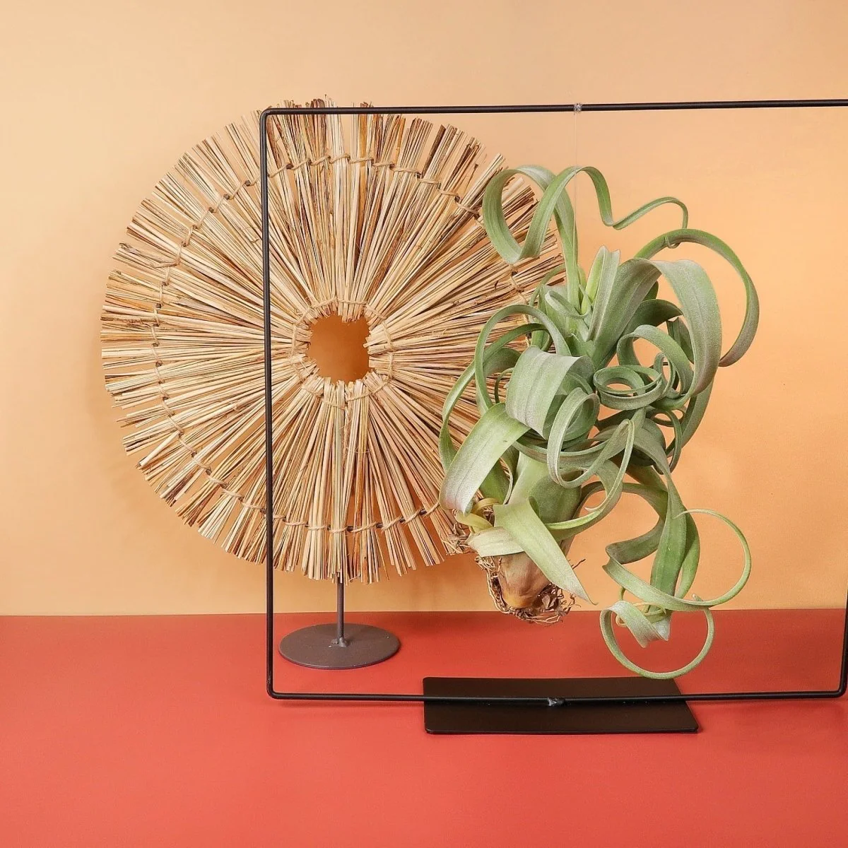AIRPLANT HOLDER - FRAME BLACK - Image 8