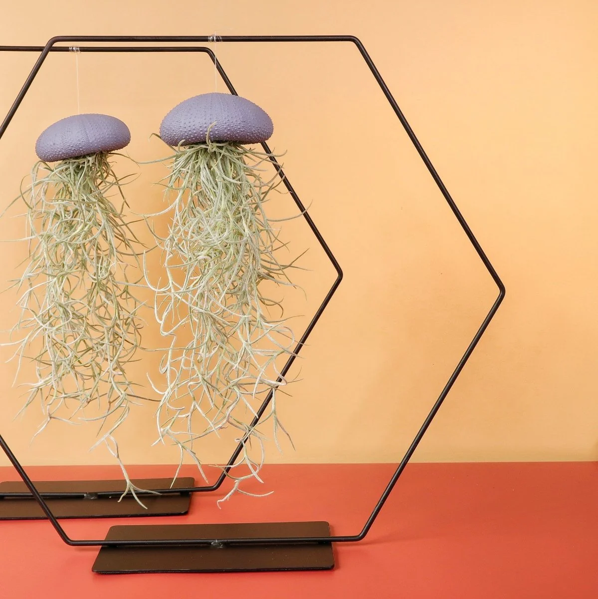 AIRPLANT HOLDER - HEXAGON BLACK - Image 8