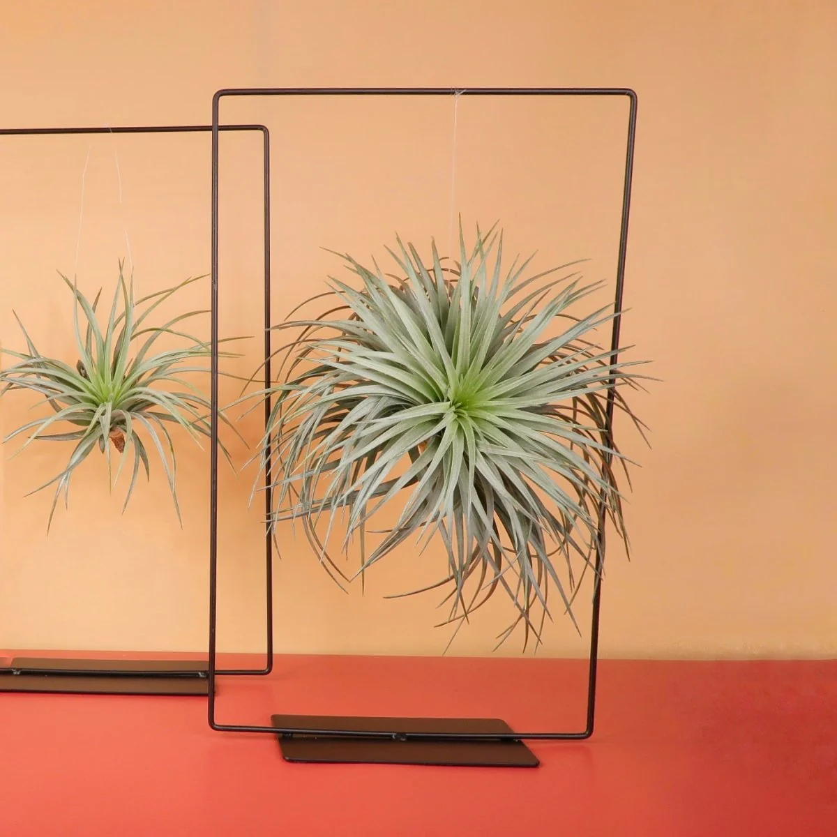 AIRPLANT HOLDER - RECTANGLE BLACK - Image 10