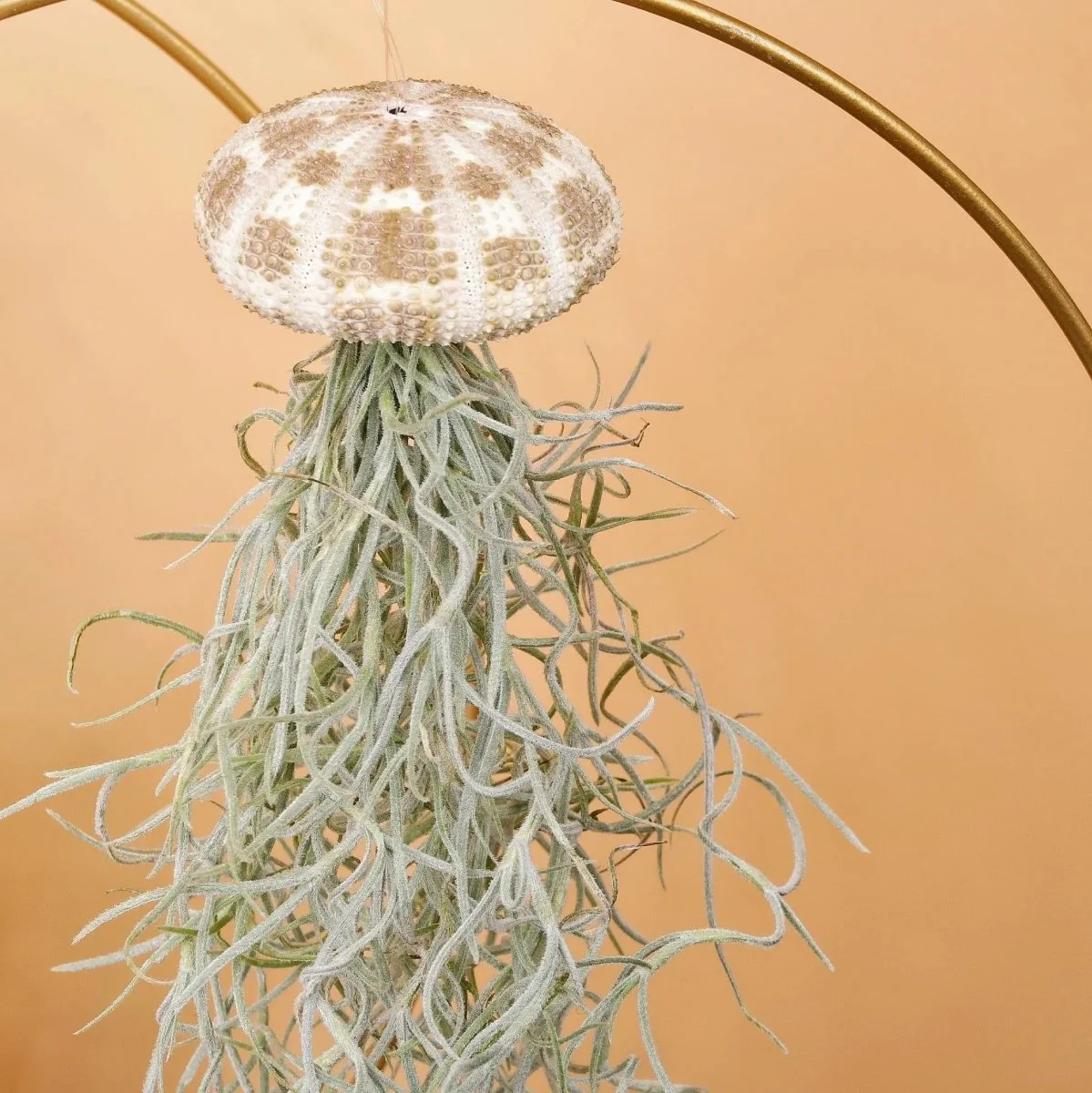 AIRPLANT HOLDER - RING GOLD - Image 7