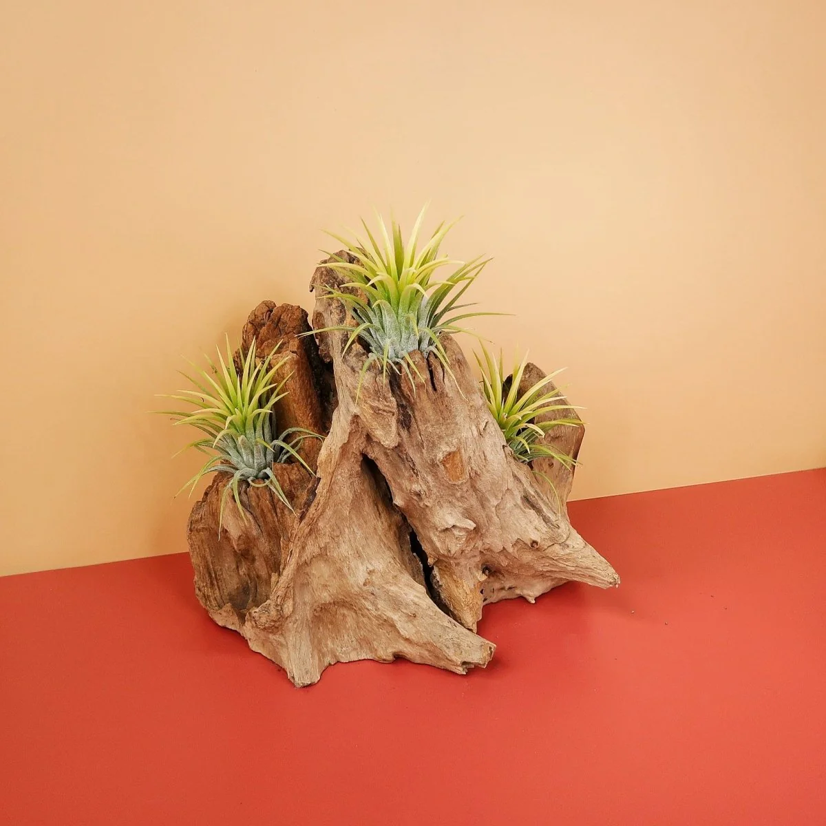 AIRPLANT HOLDER - ROOT KOUVOLA - Image 9