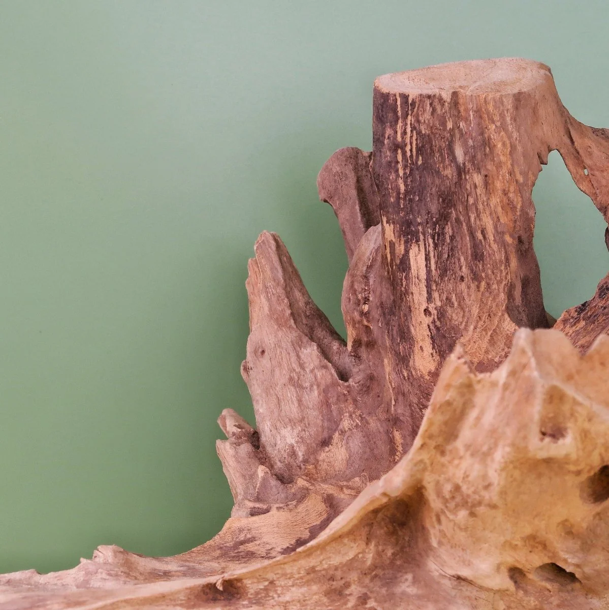 AIRPLANT HOLDER - ROOT NARVJK - Image 2