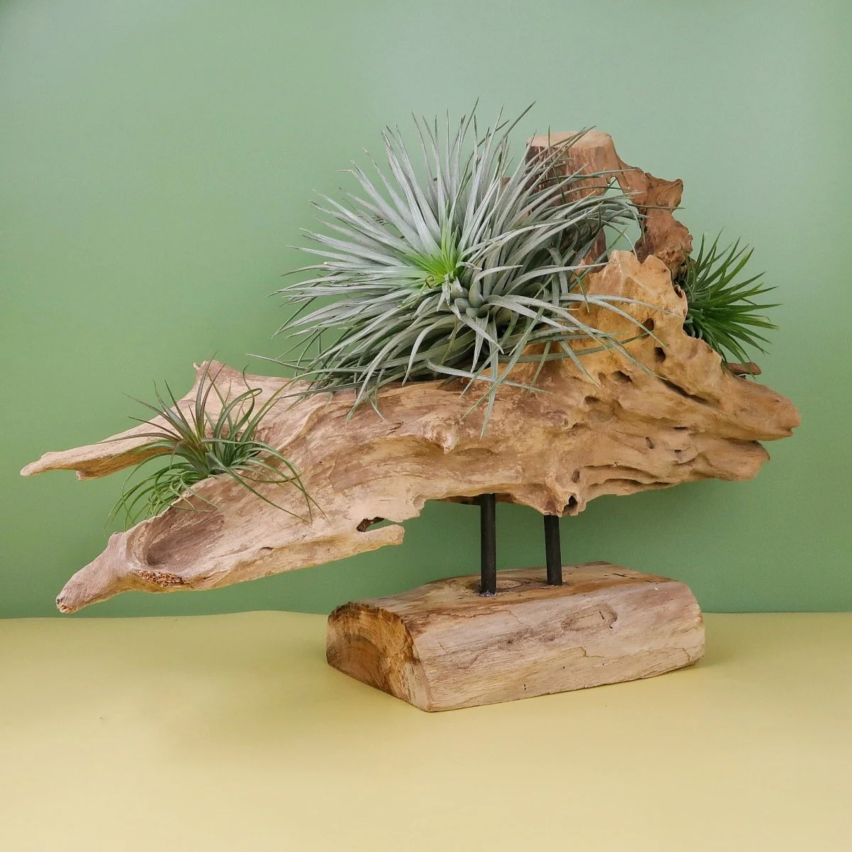 AIRPLANT HOLDER - ROOT NARVJK - Image 6