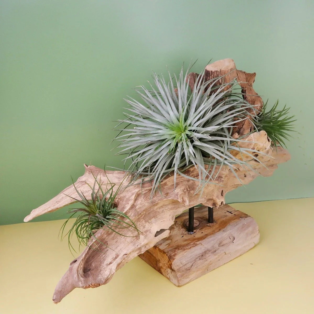 AIRPLANT HOLDER - ROOT NARVJK - Image 7