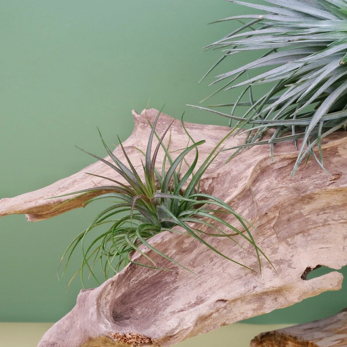 AIRPLANT HOLDER - ROOT NARVJK - Image 8