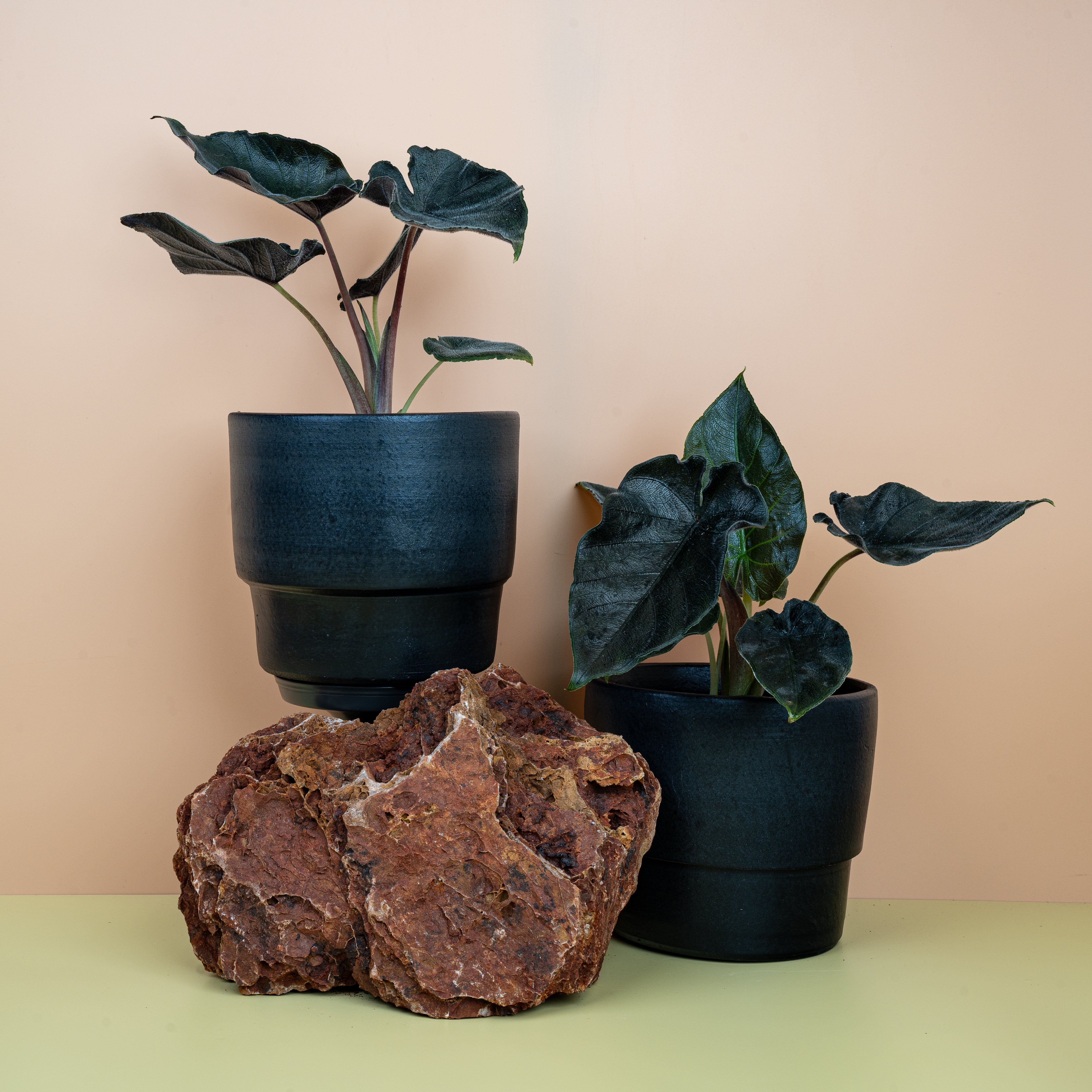 ALOCASIA ANTORO VELVET - Image 6
