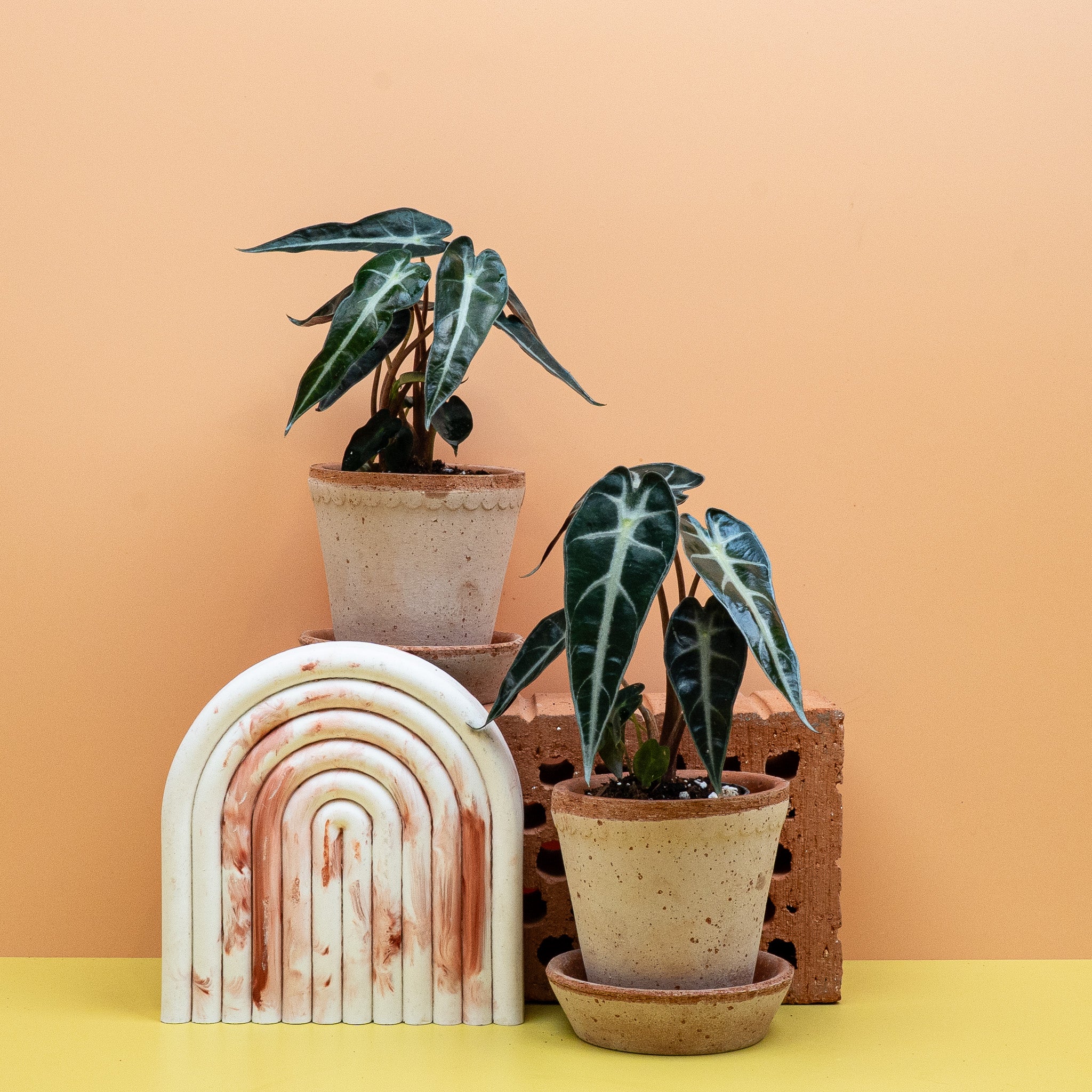 ALOCASIA BAMBINO - Image 10