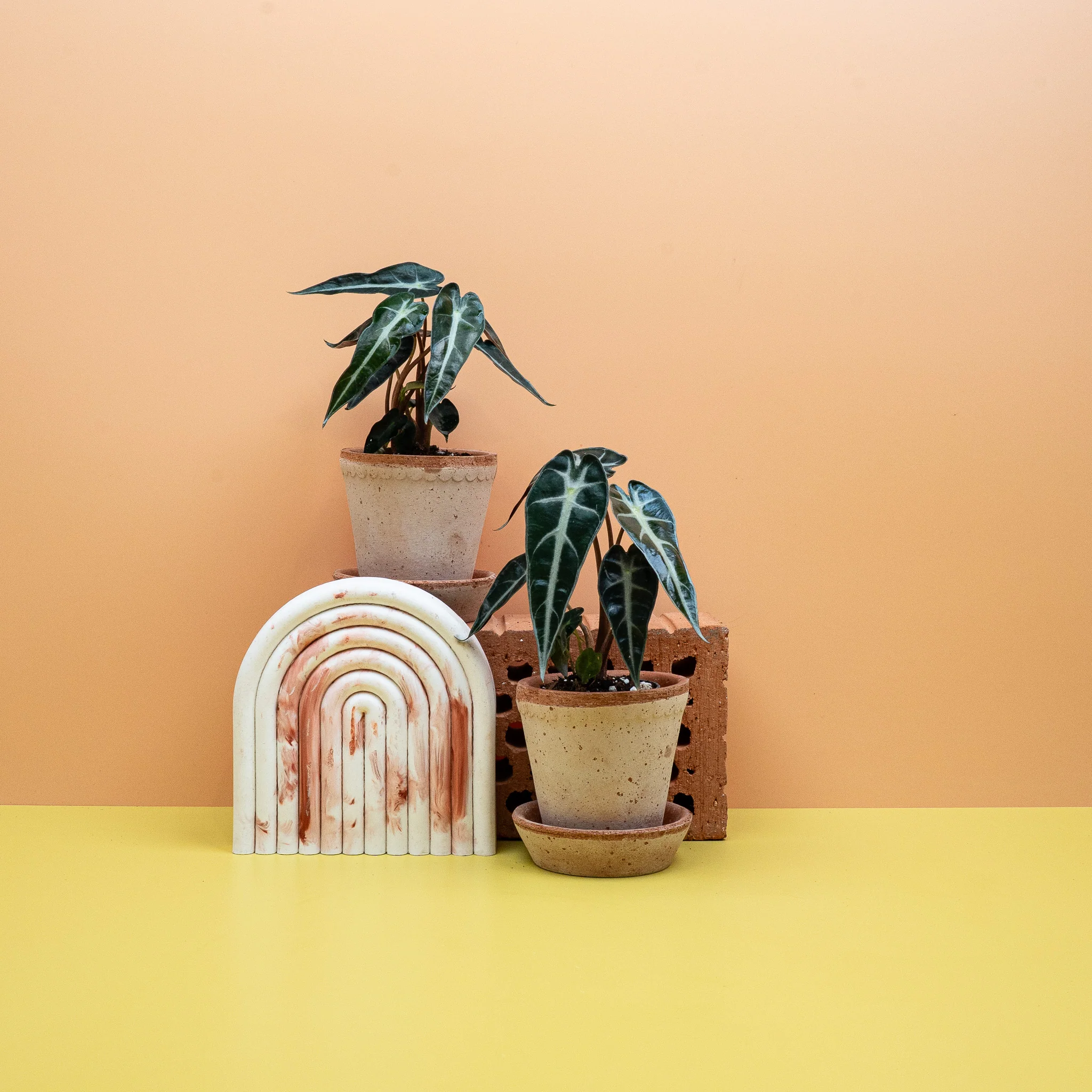 ALOCASIA BAMBINO - Image 6