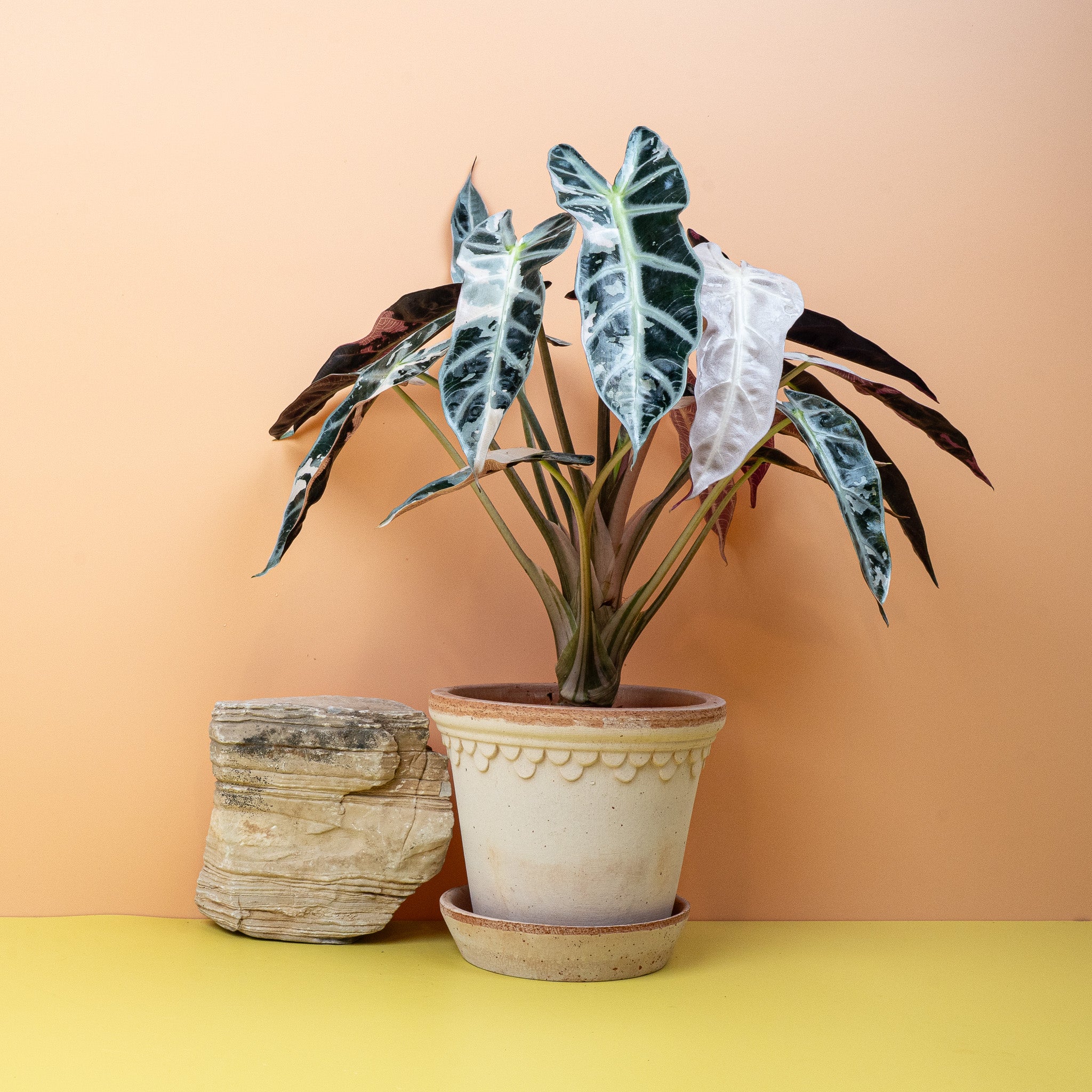 ALOCASIA BAMBINO VARIEGATA