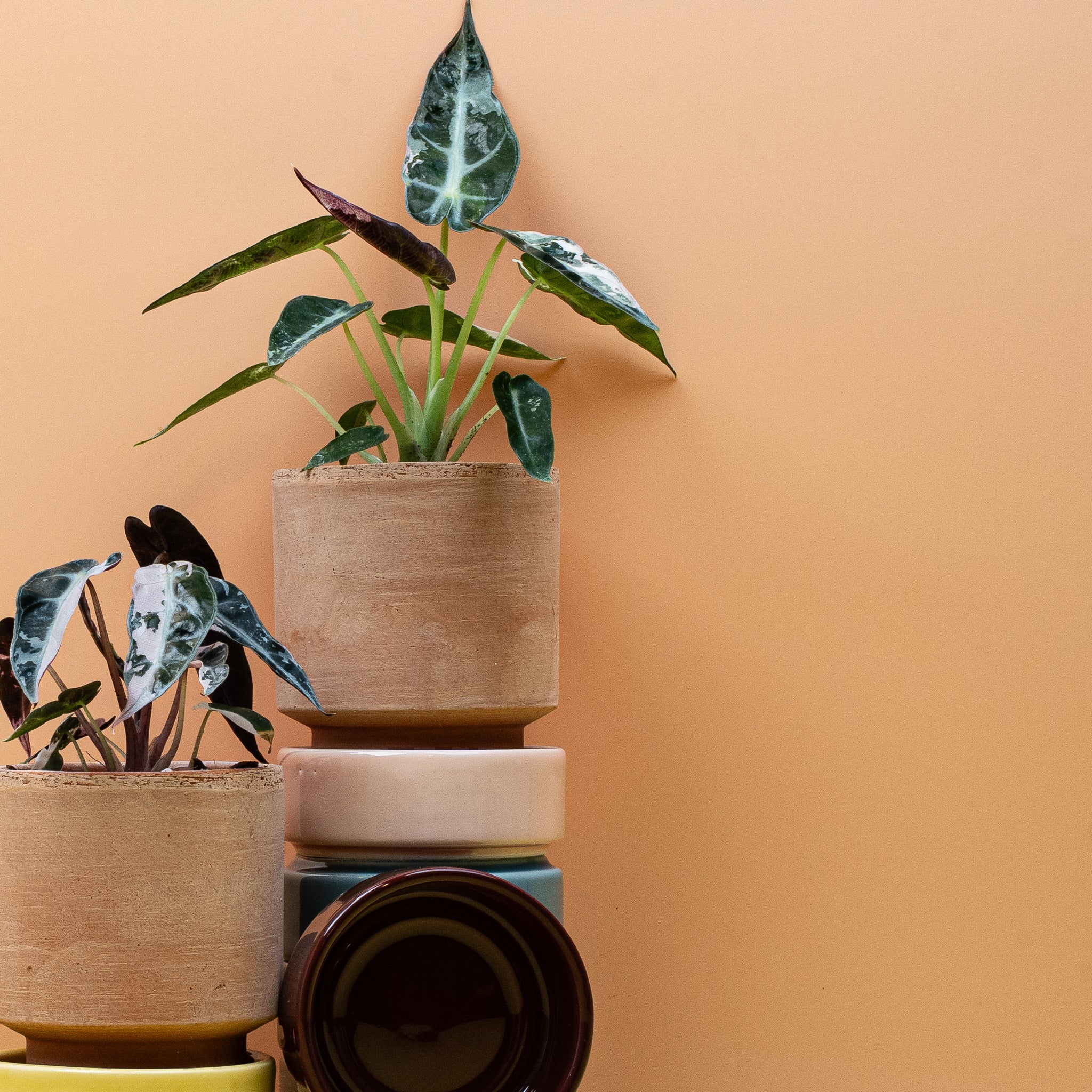 ALOCASIA BAMBINO VARIEGATA - Image 10