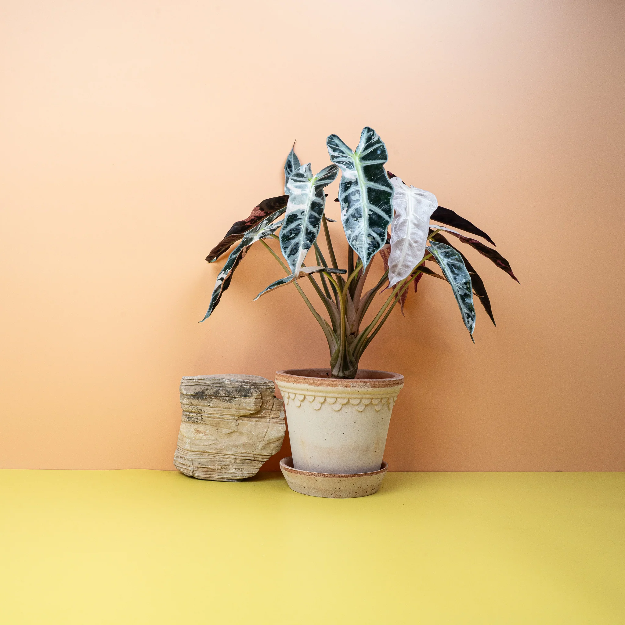 ALOCASIA BAMBINO VARIEGATA - Image 2