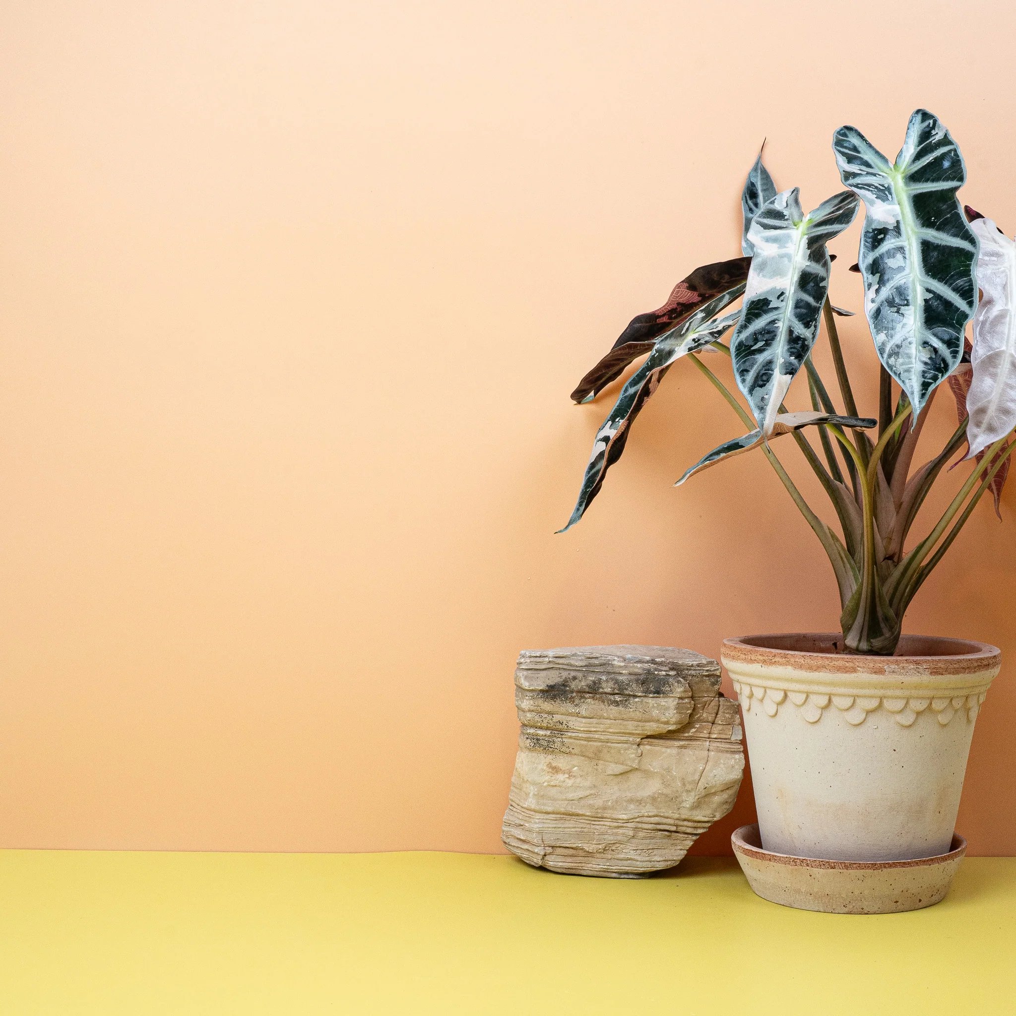 ALOCASIA BAMBINO VARIEGATA - Image 3