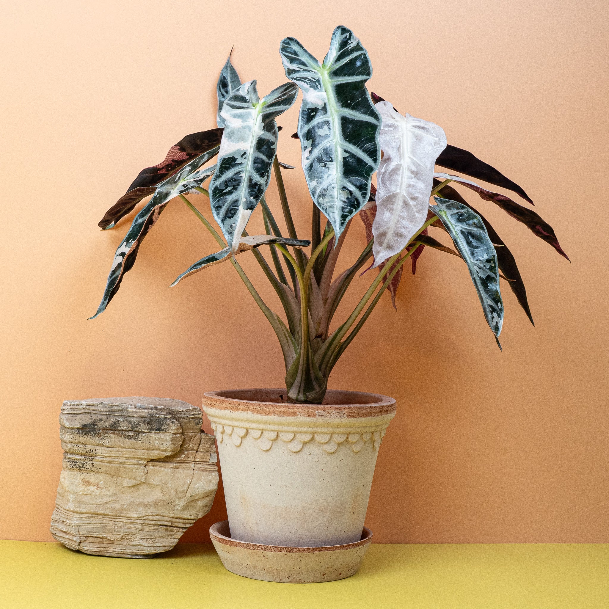 ALOCASIA BAMBINO VARIEGATA - Image 5