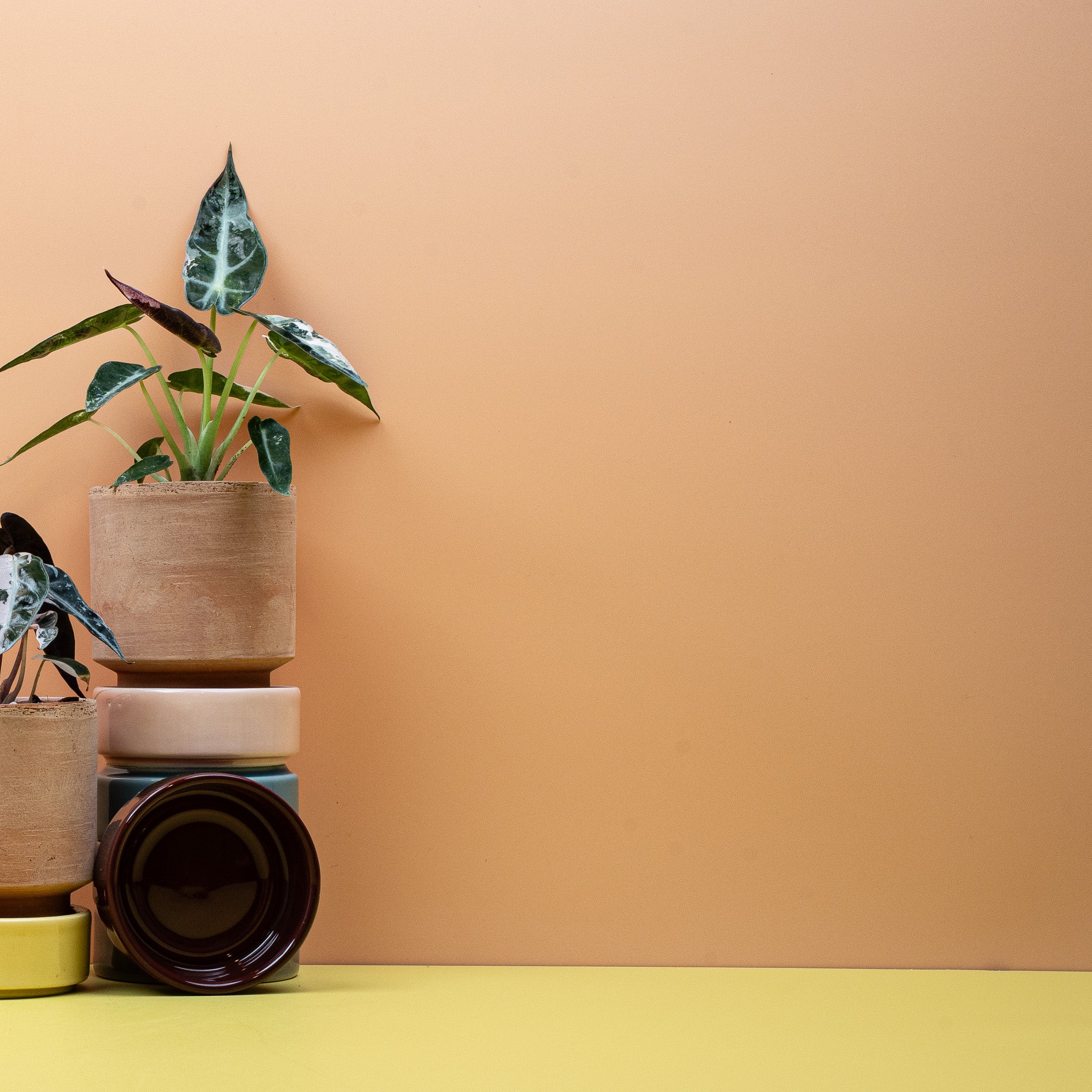 ALOCASIA BAMBINO VARIEGATA - Image 7