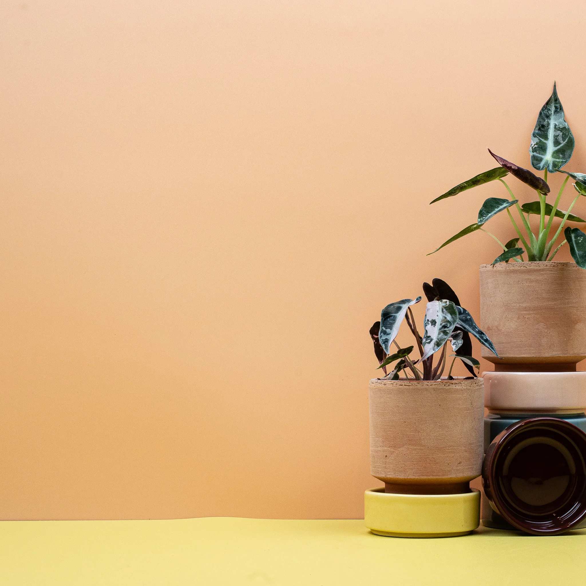 ALOCASIA BAMBINO VARIEGATA - Image 8