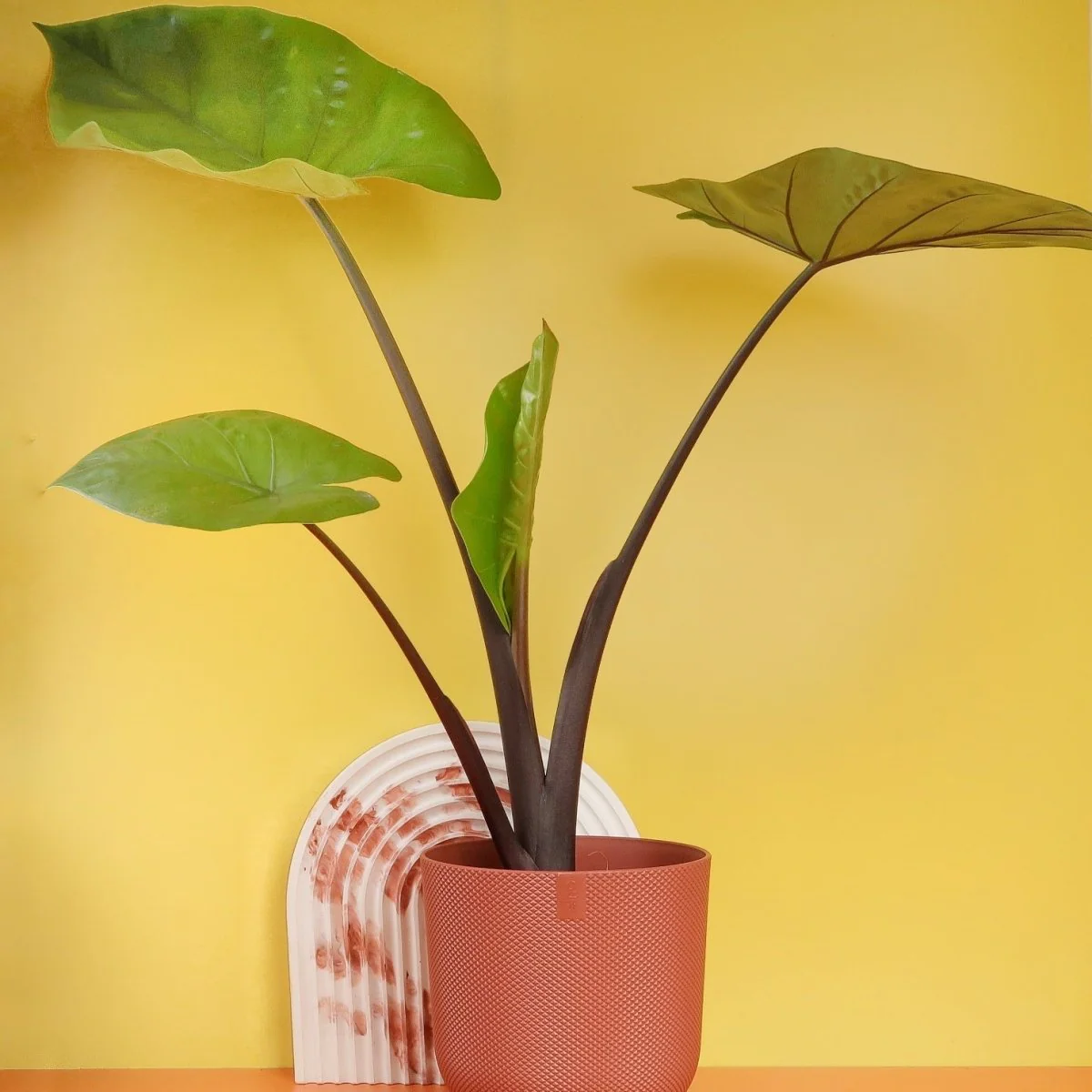 ALOCASIA BLACK COBRA
