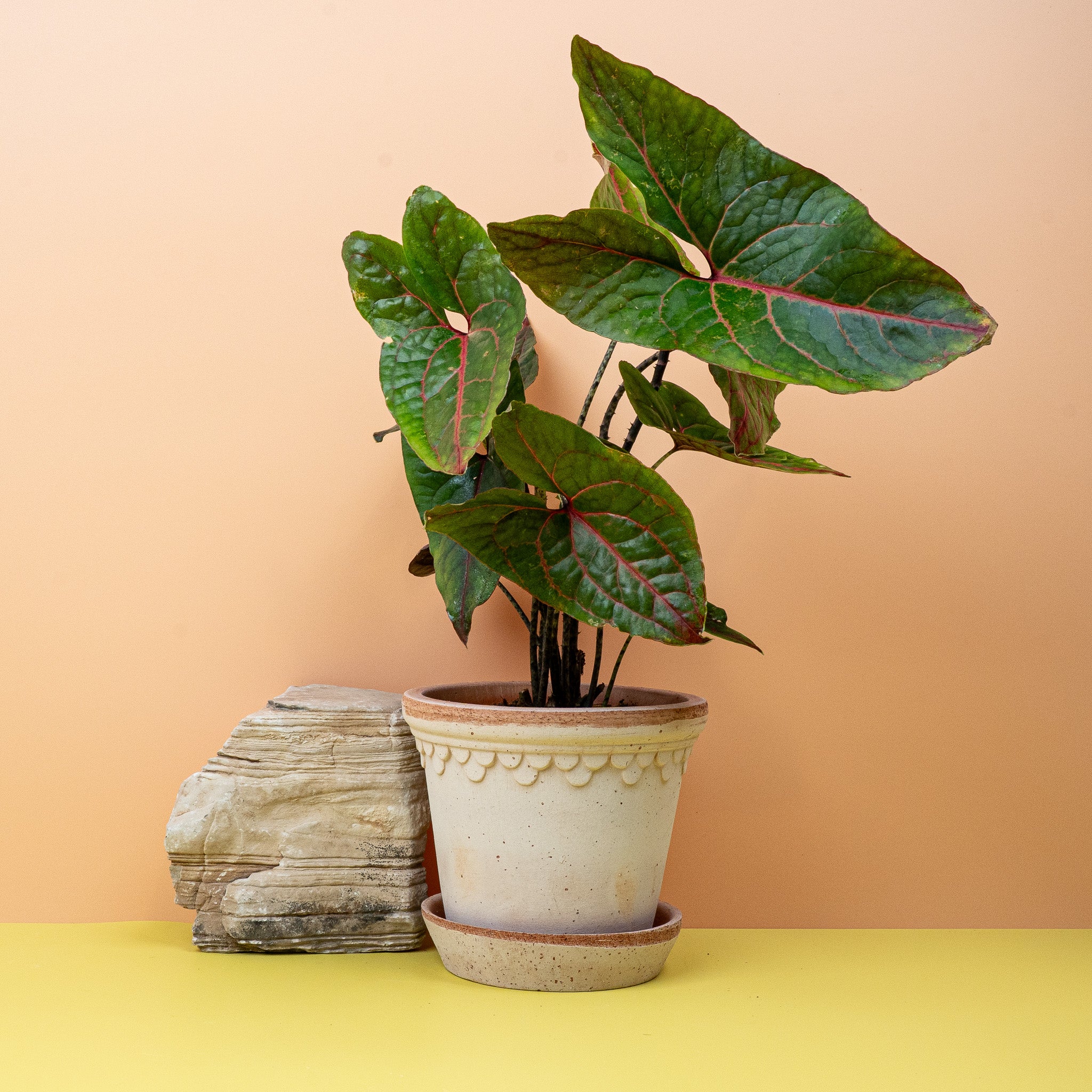 ALOCASIA BLACK JACK