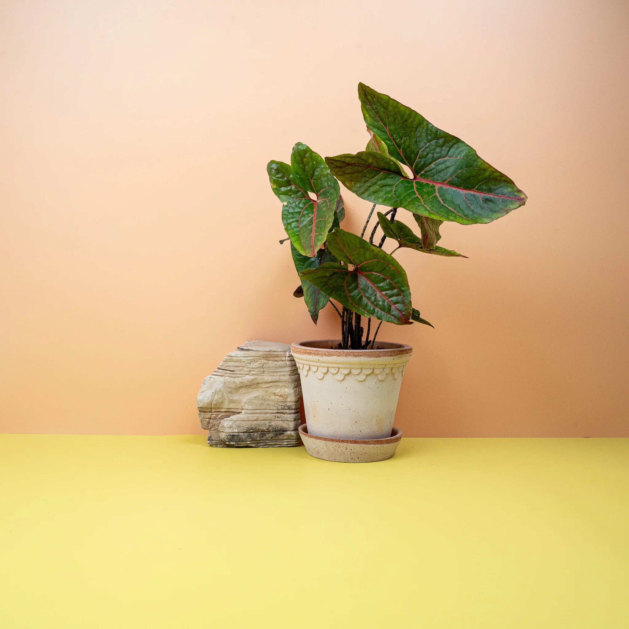 ALOCASIA BLACK JACK - Image 2