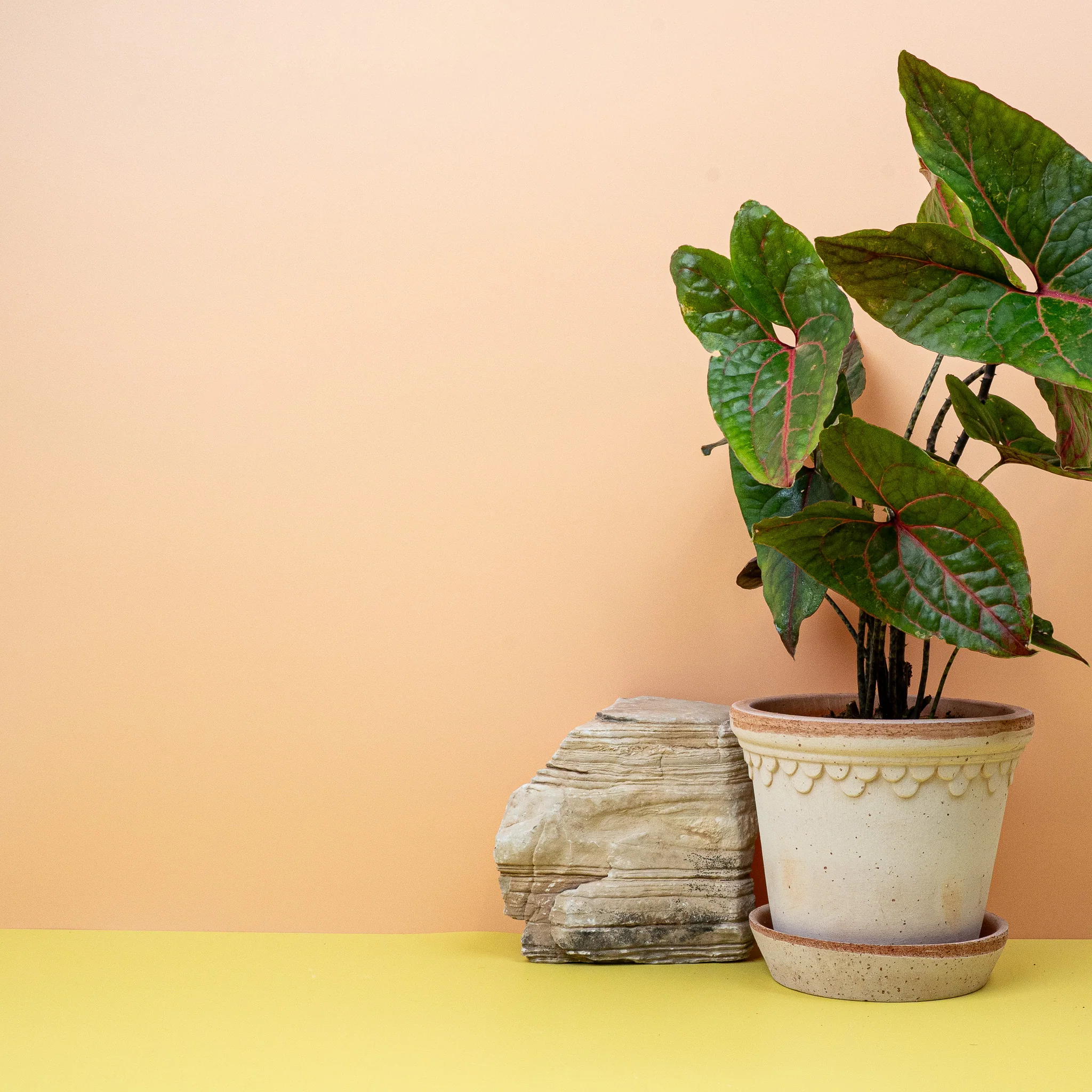 ALOCASIA BLACK JACK - Image 3