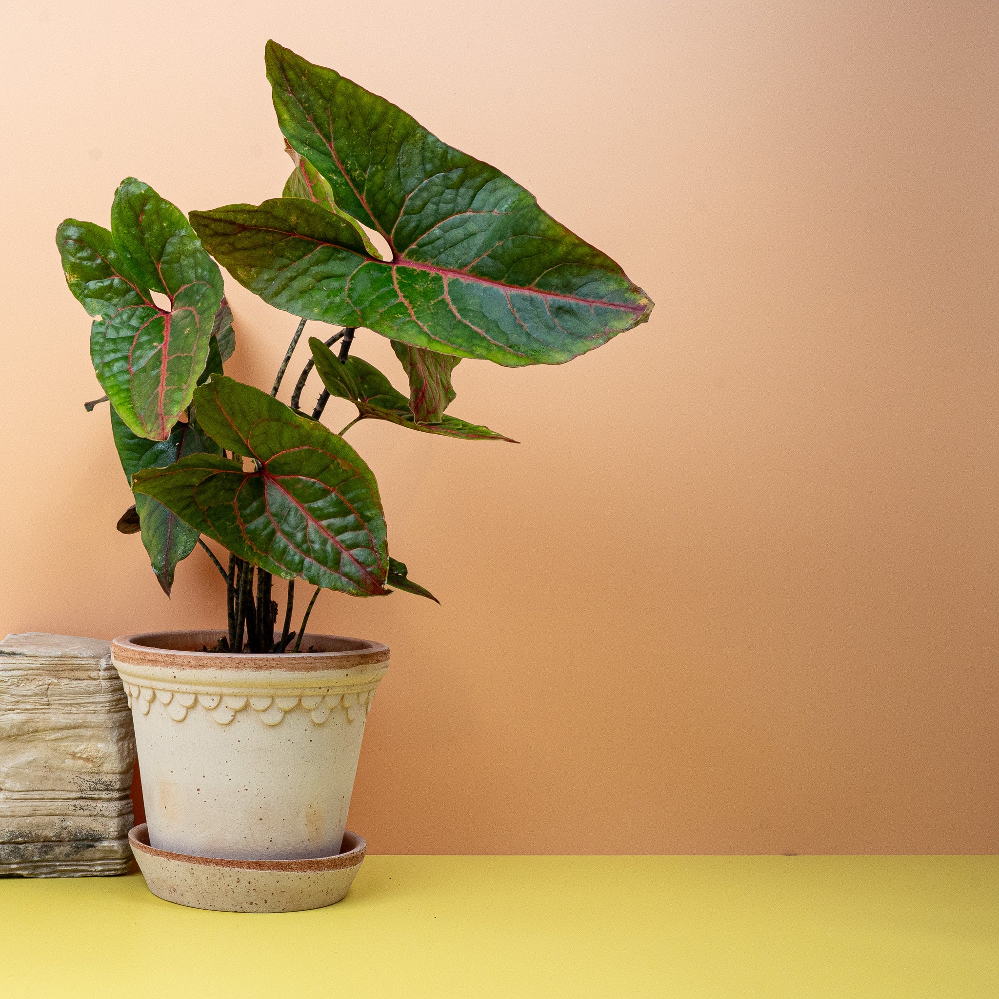ALOCASIA BLACK JACK - Image 4