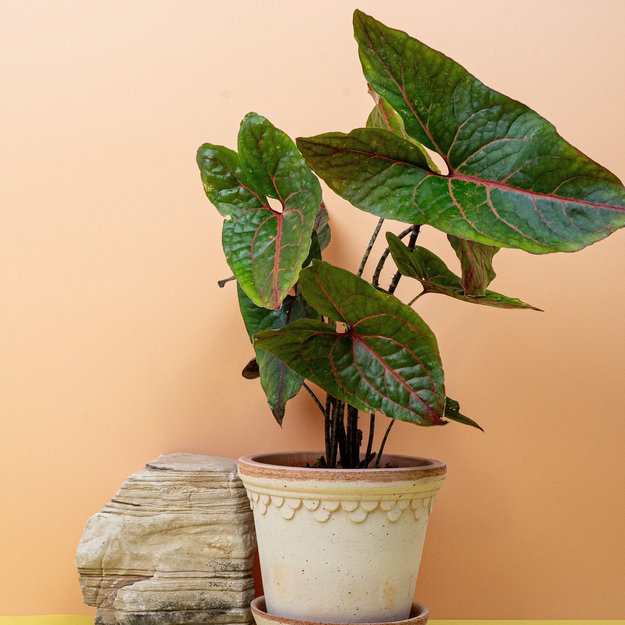 ALOCASIA BLACK JACK - Image 5