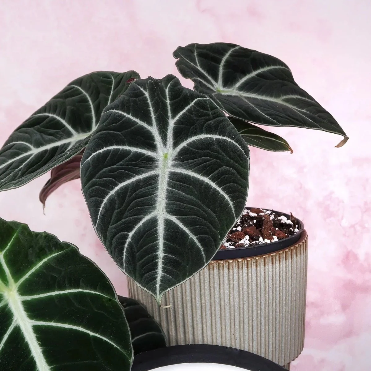 ALOCASIA BLACK VELVET - Image 6