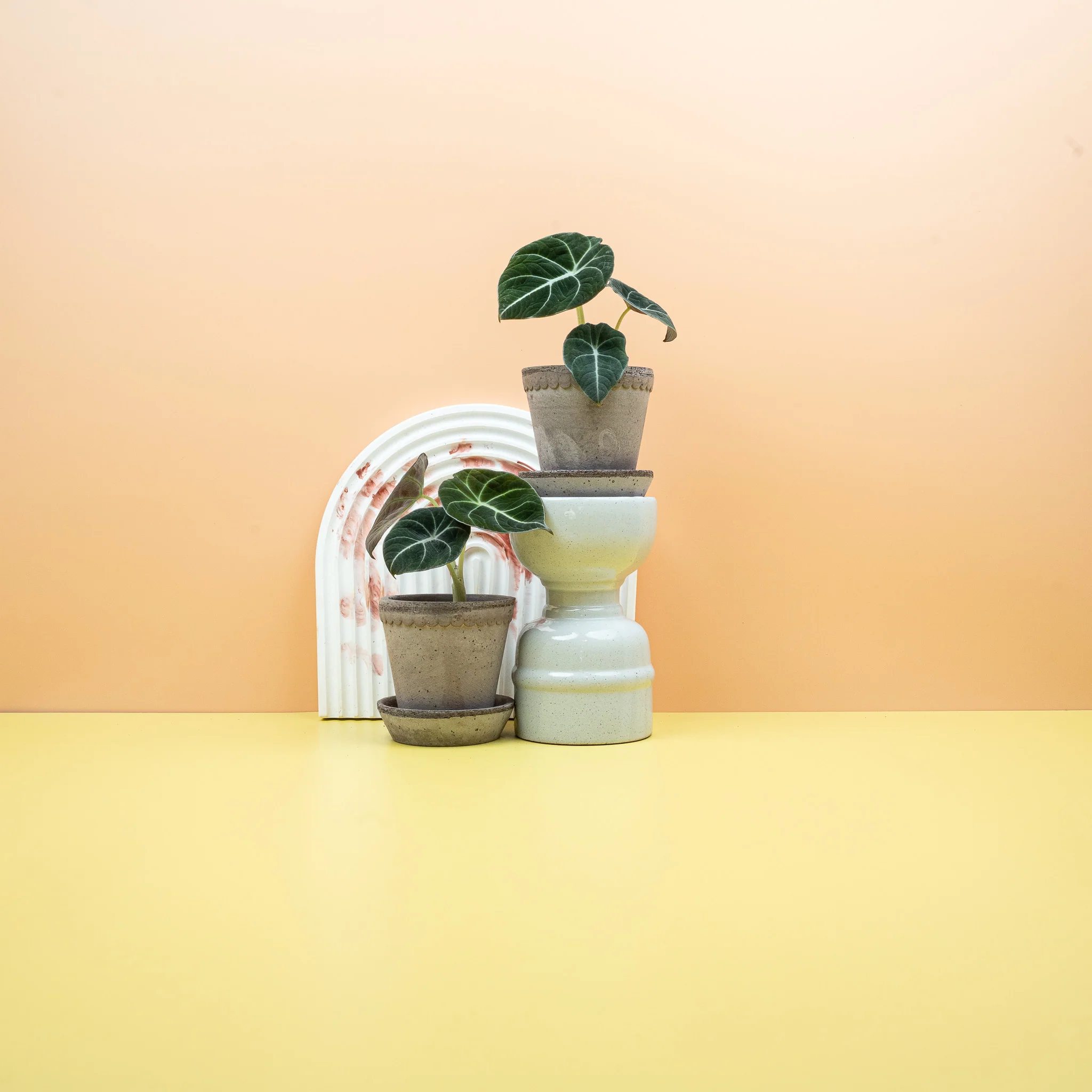 ALOCASIA BLACK VELVET - Image 8