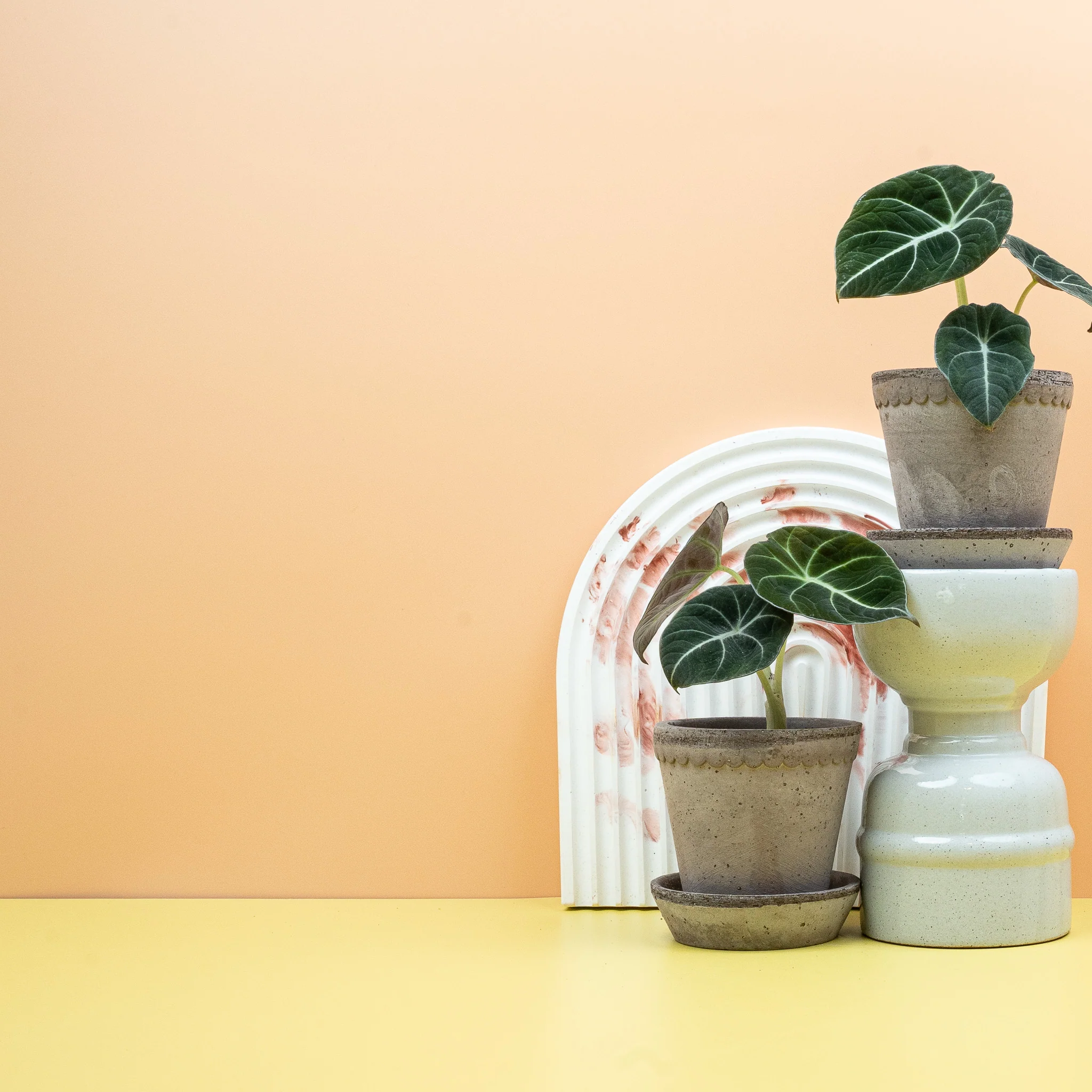 ALOCASIA BLACK VELVET - Image 9