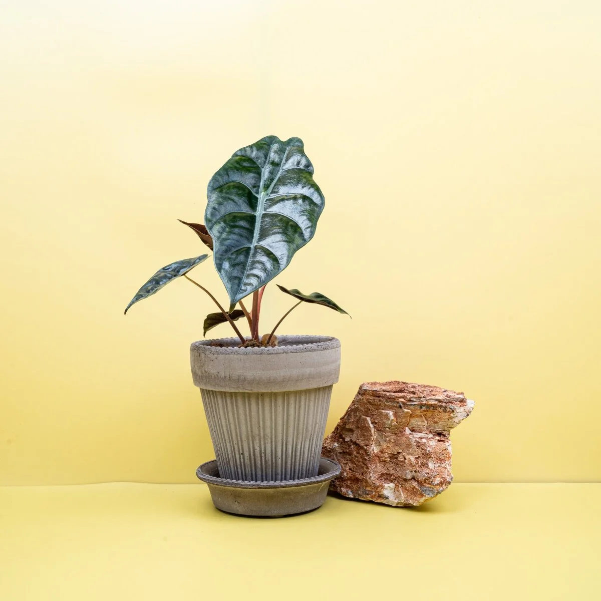 ALOCASIA CHANTRIERI